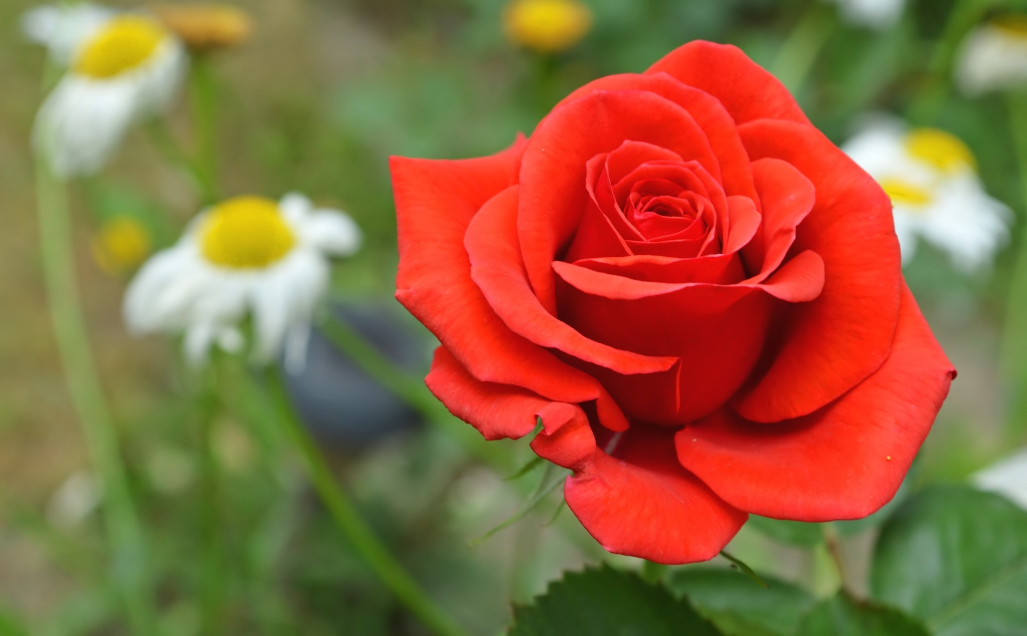 Descarga gratuita de fondo de pantalla para móvil de Flores, Rosa, Tierra/naturaleza.