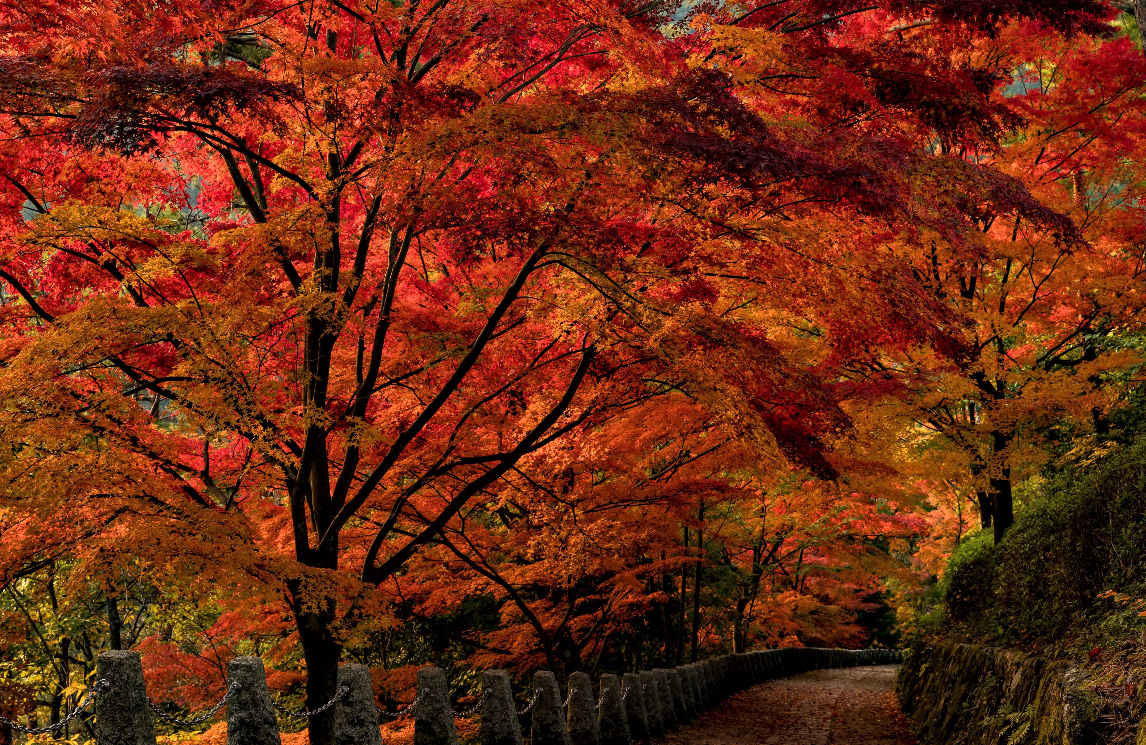 PCデスクトップに木, 秋, 道, 公園, 壁, 通路, 写真撮影画像を無料でダウンロード
