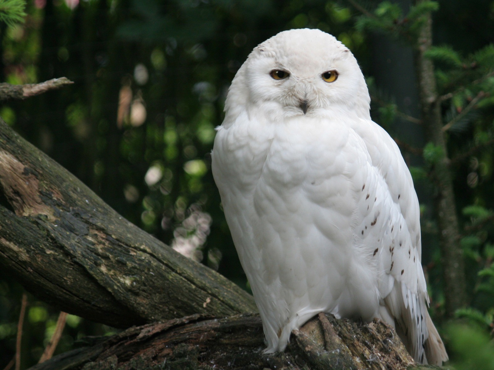 Download mobile wallpaper Animal, Snowy Owl for free.