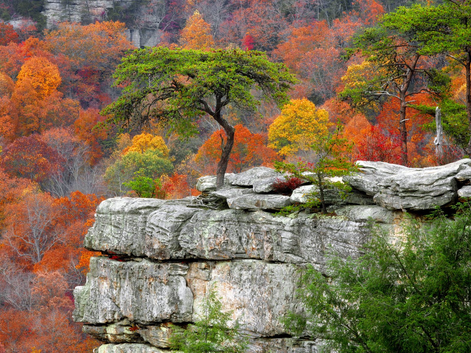 Descarga gratis la imagen Árbol, Tierra/naturaleza en el escritorio de tu PC