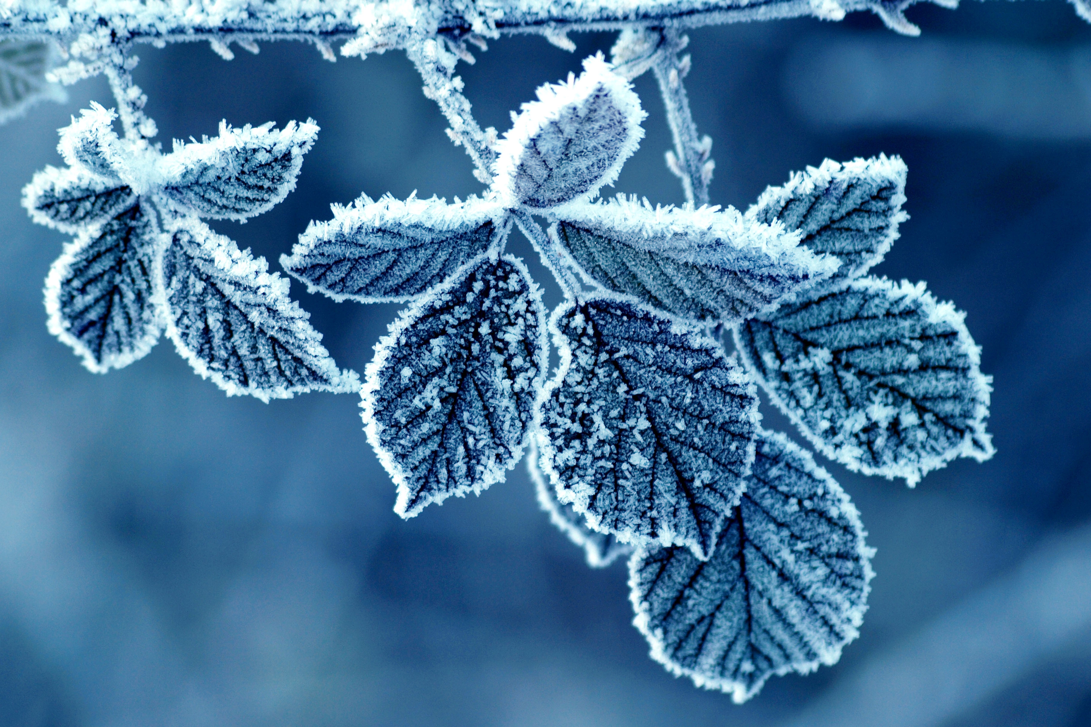 frost, winter, leaves, snow, macro, hoarfrost, cold