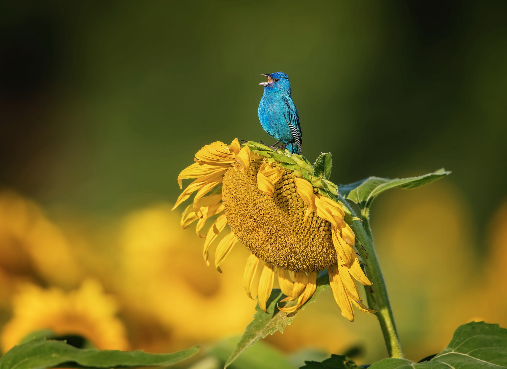 439849 скачать обои подсолнухи, животные, синяя птица, птицы, цветок, желтый цветок - заставки и картинки бесплатно