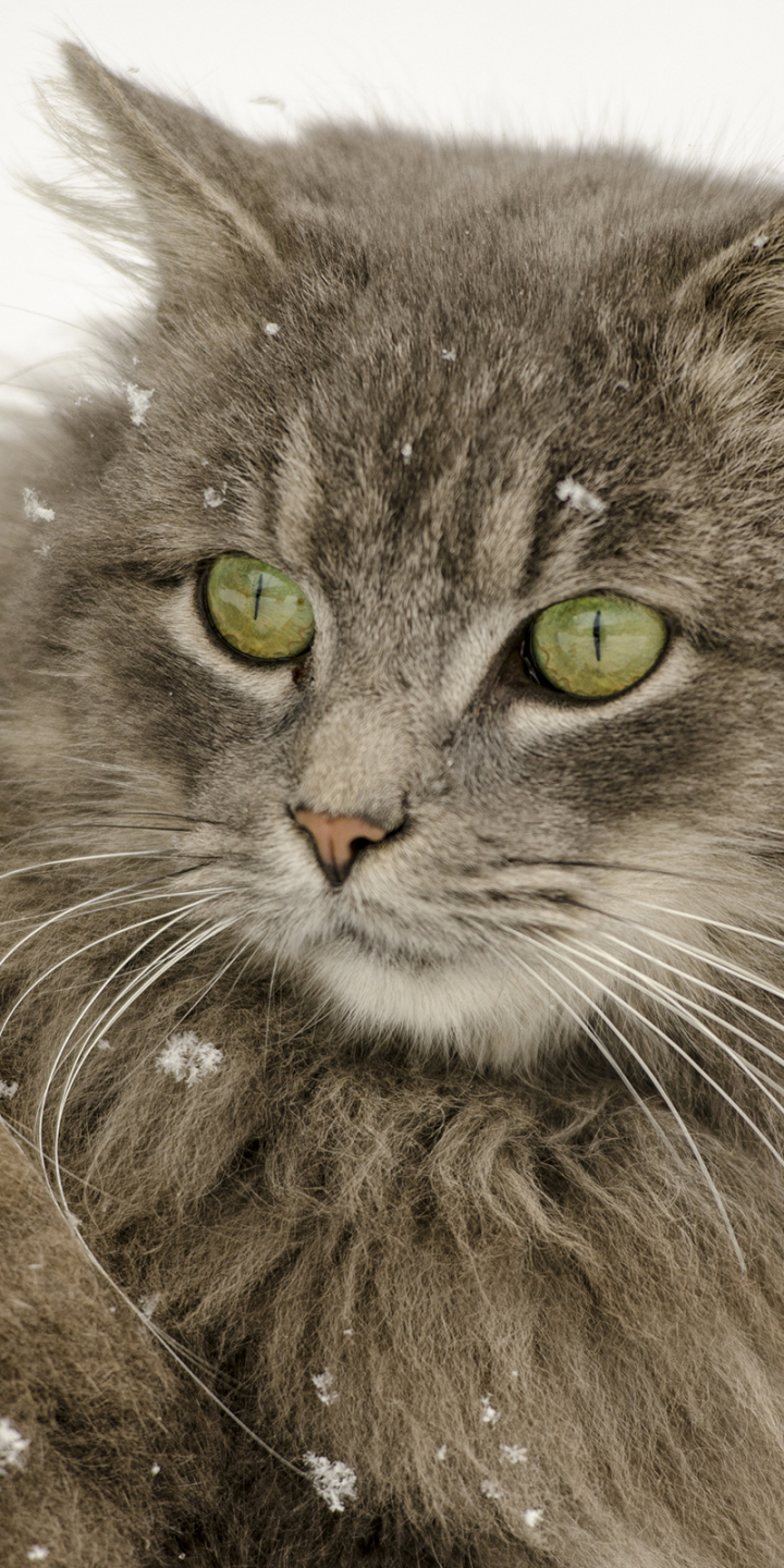 Download mobile wallpaper Winter, Cats, Snow, Cat, Animal, Snowfall for free.