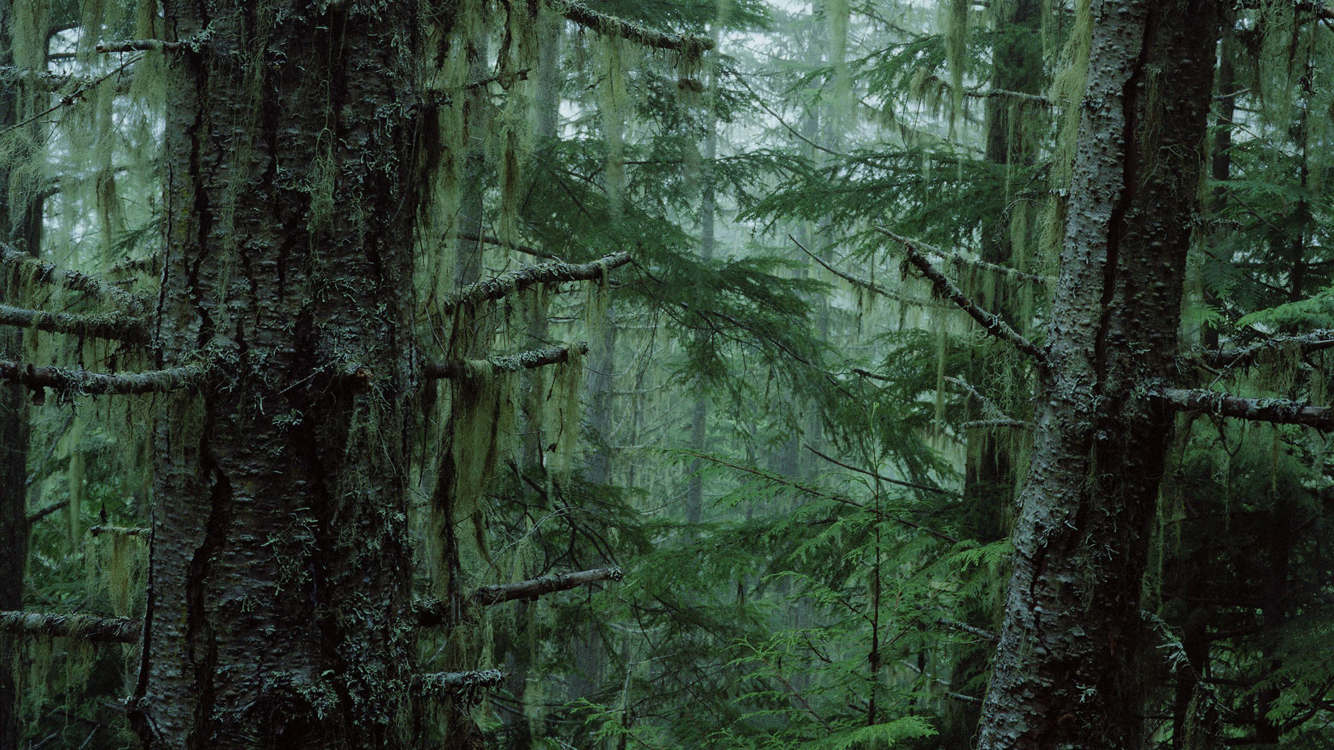 Téléchargez gratuitement l'image Forêt, Terre/nature sur le bureau de votre PC