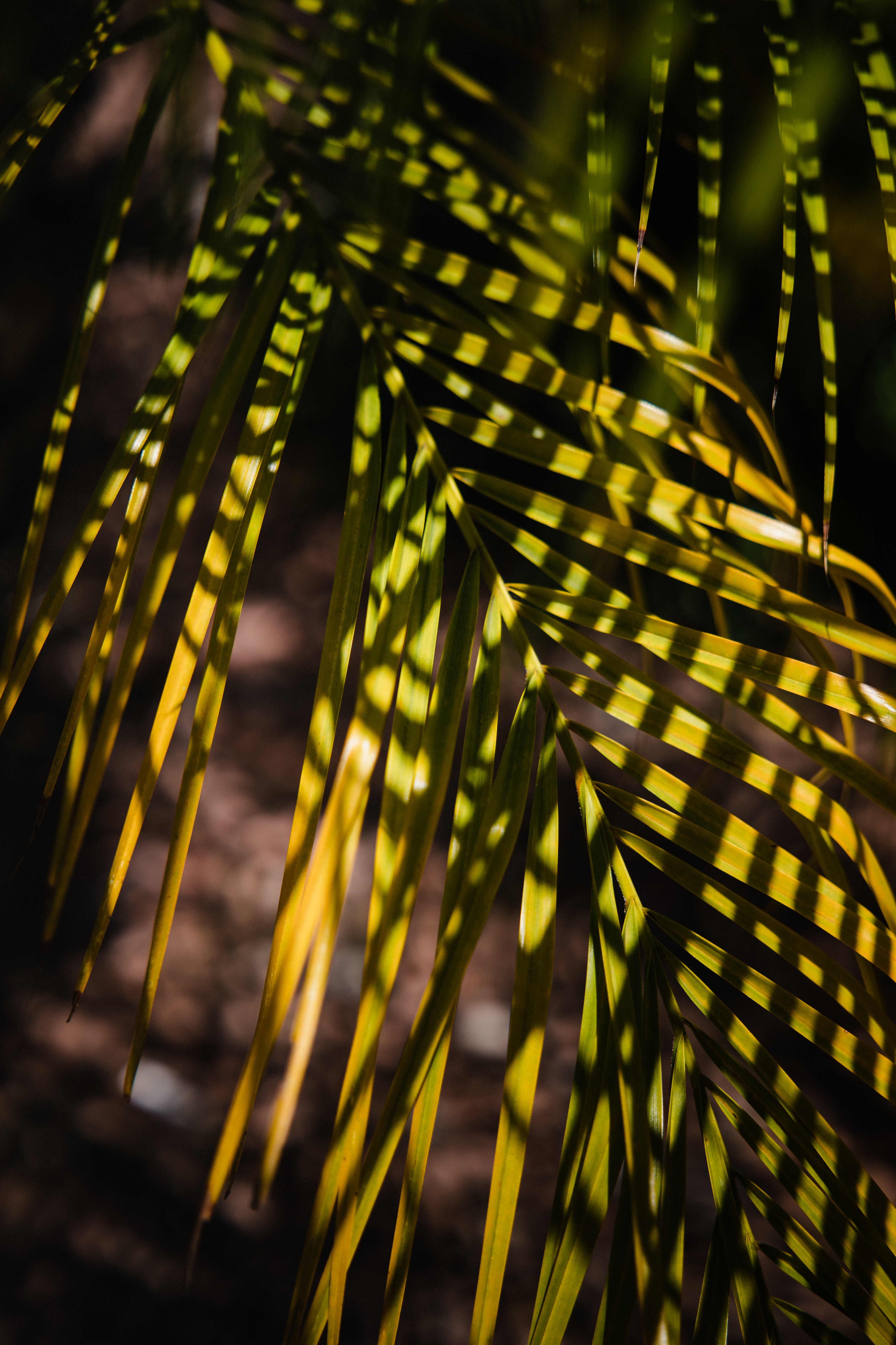 Download mobile wallpaper Branch, Sheet, Palm, Leaf, Shadows, Nature for free.