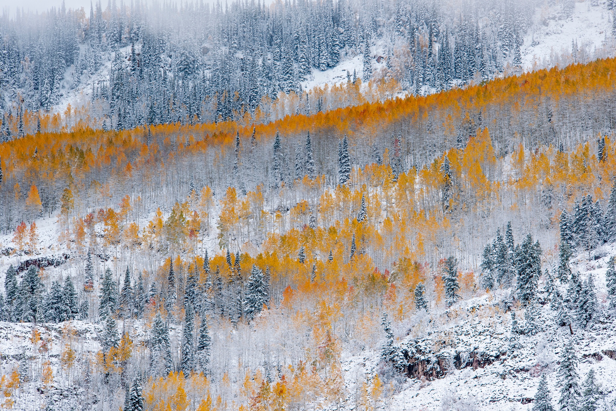 Descarga gratuita de fondo de pantalla para móvil de Invierno, Naturaleza, Nieve, Bosque, Árbol, Tierra/naturaleza.