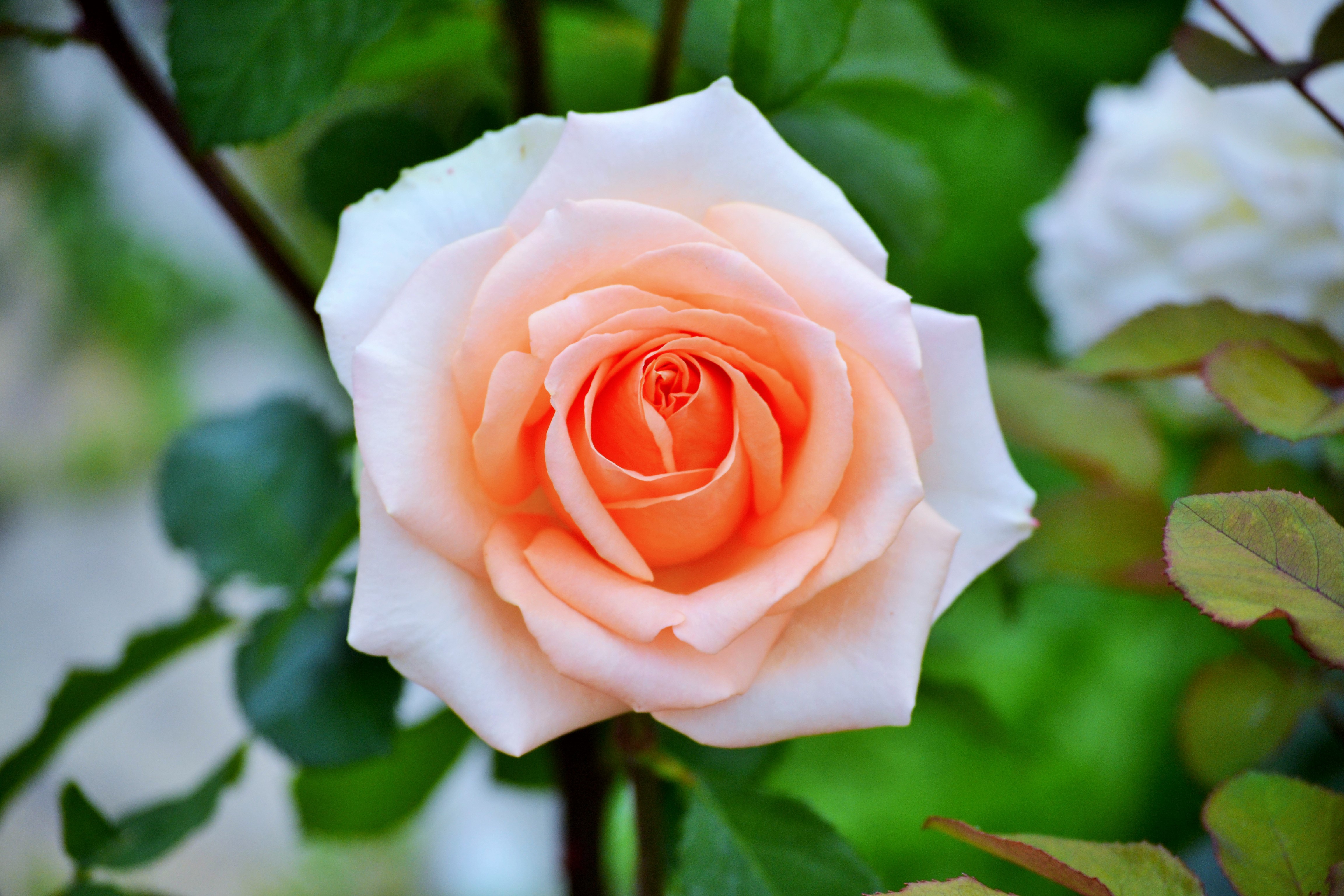 Скачать обои бесплатно Цветок, Роза, Земля/природа, Персиковый Цветок, Флауэрсы картинка на рабочий стол ПК
