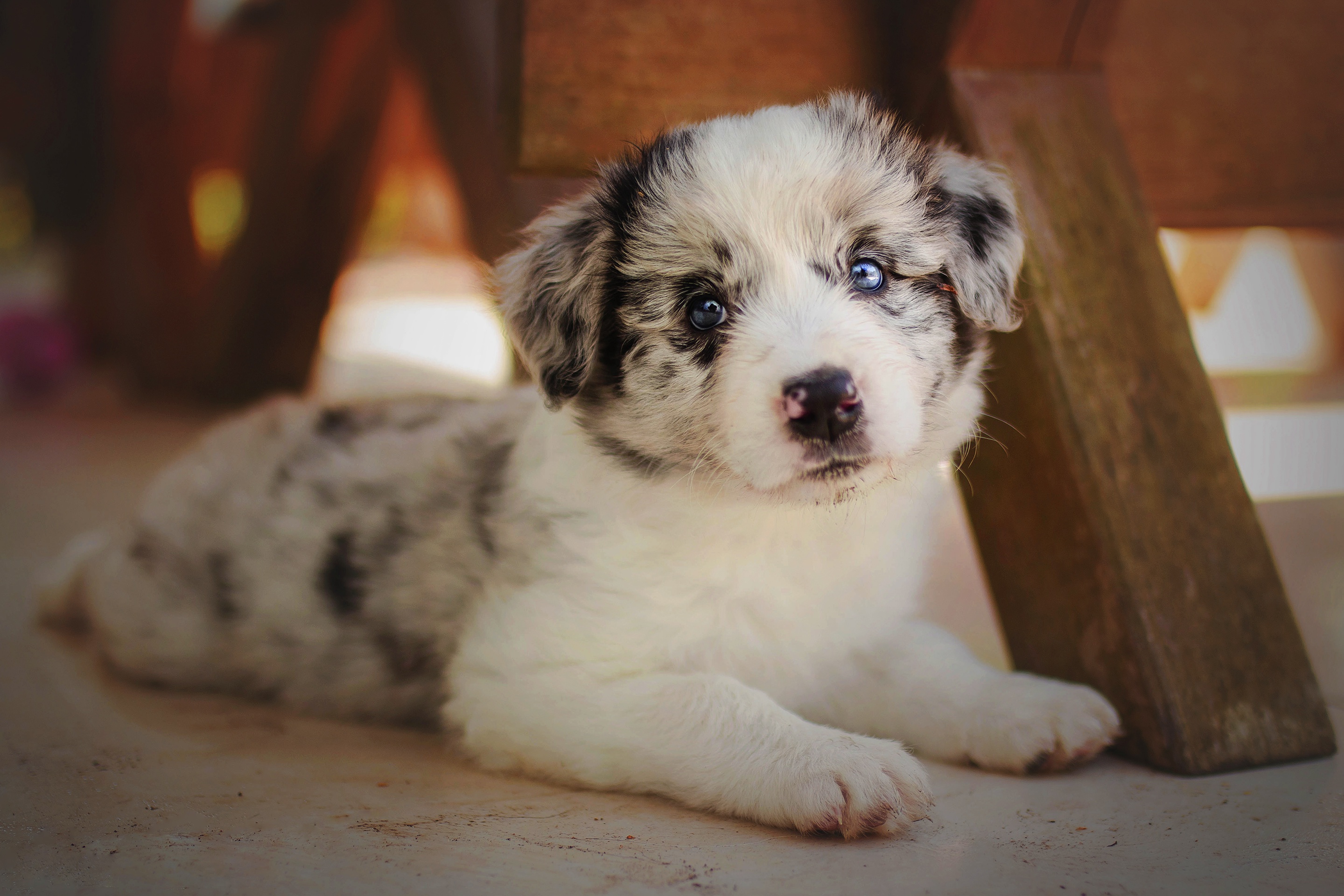 Free download wallpaper Dogs, Dog, Animal, Puppy, Australian Shepherd, Baby Animal on your PC desktop