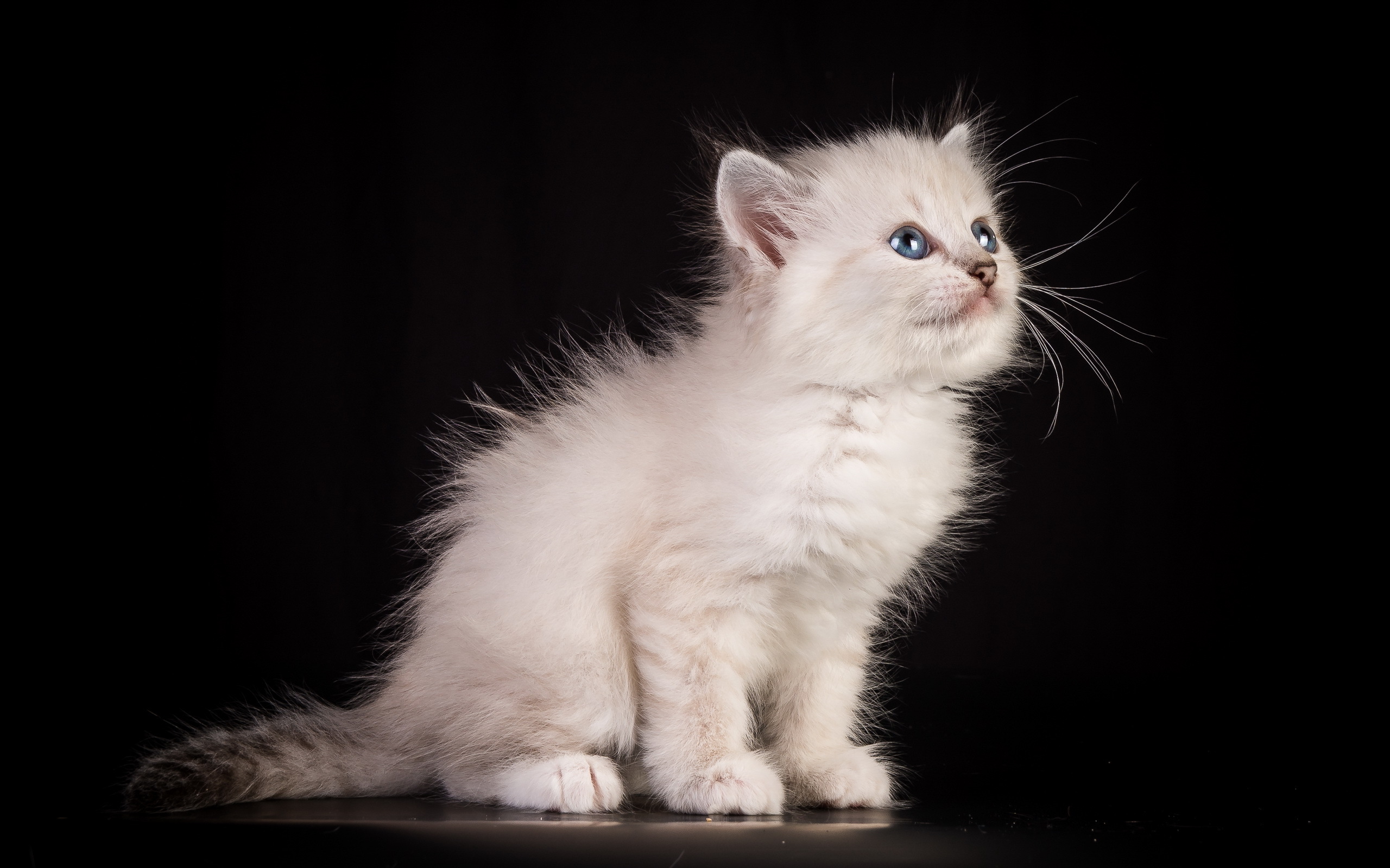 Laden Sie das Tiere, Katzen, Katze, Flauschige, Kätzchen, Blaue Augen-Bild kostenlos auf Ihren PC-Desktop herunter