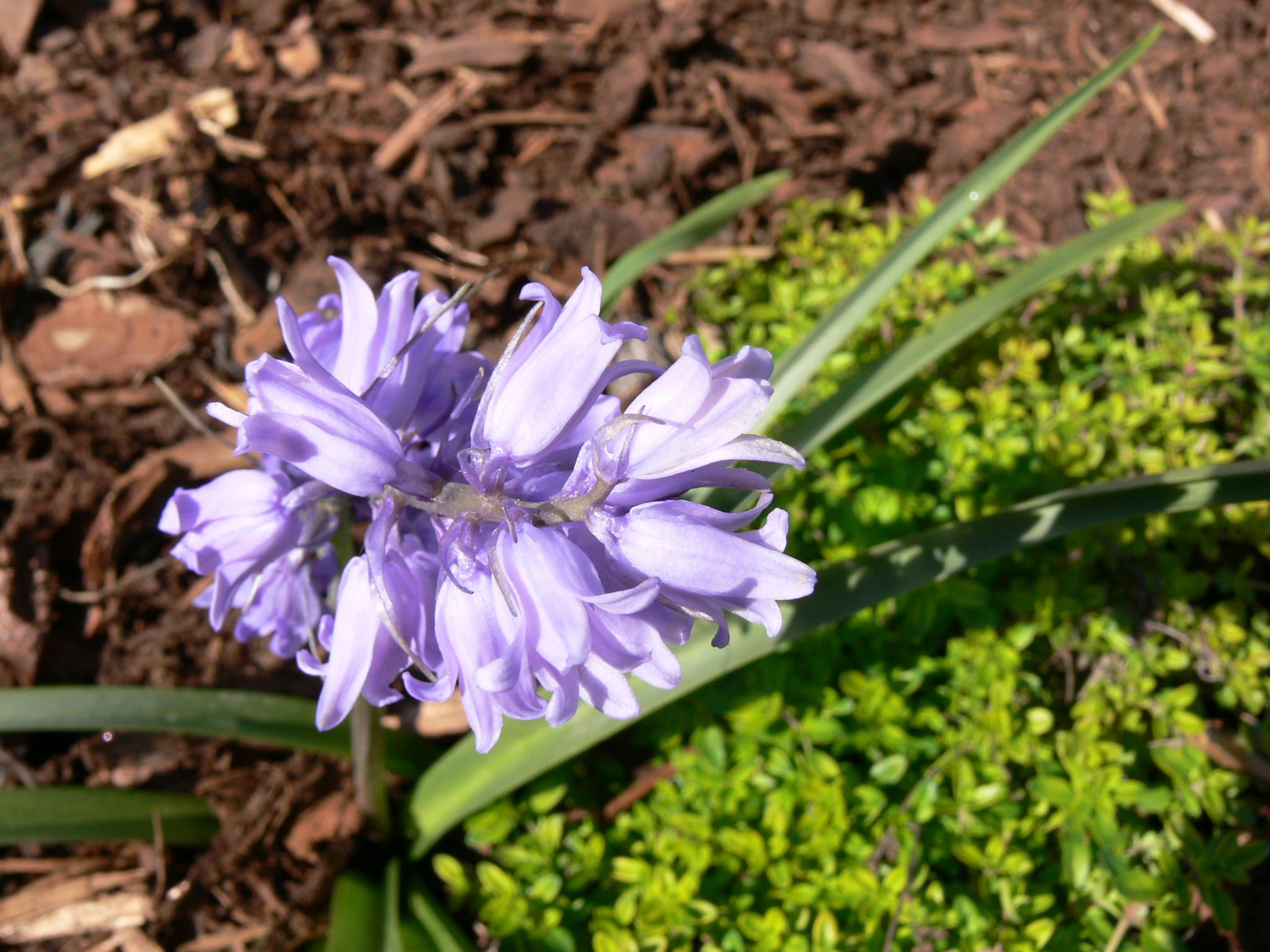 Téléchargez des papiers peints mobile Fleurs, Fleur, Terre/nature gratuitement.