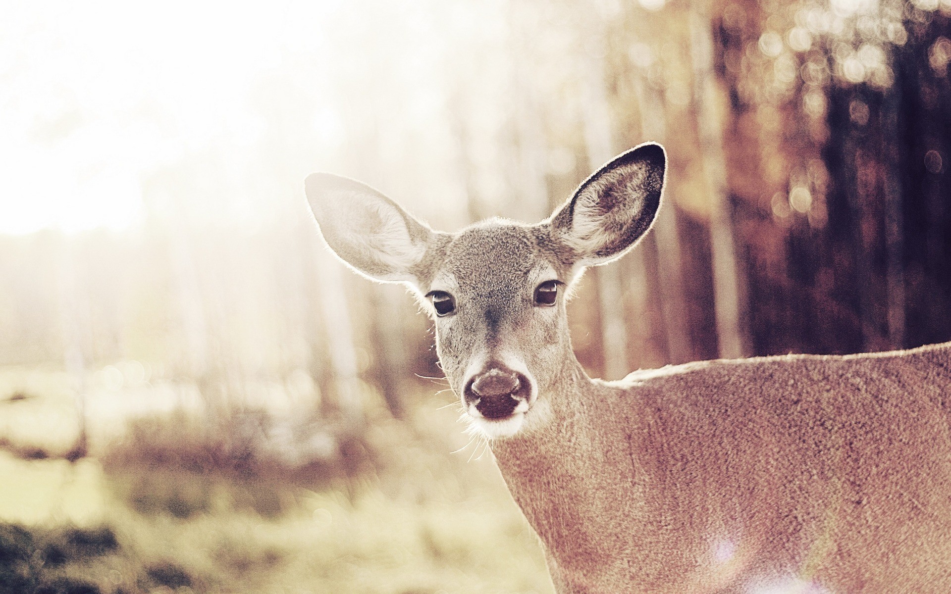 Download mobile wallpaper Deer, Animal for free.