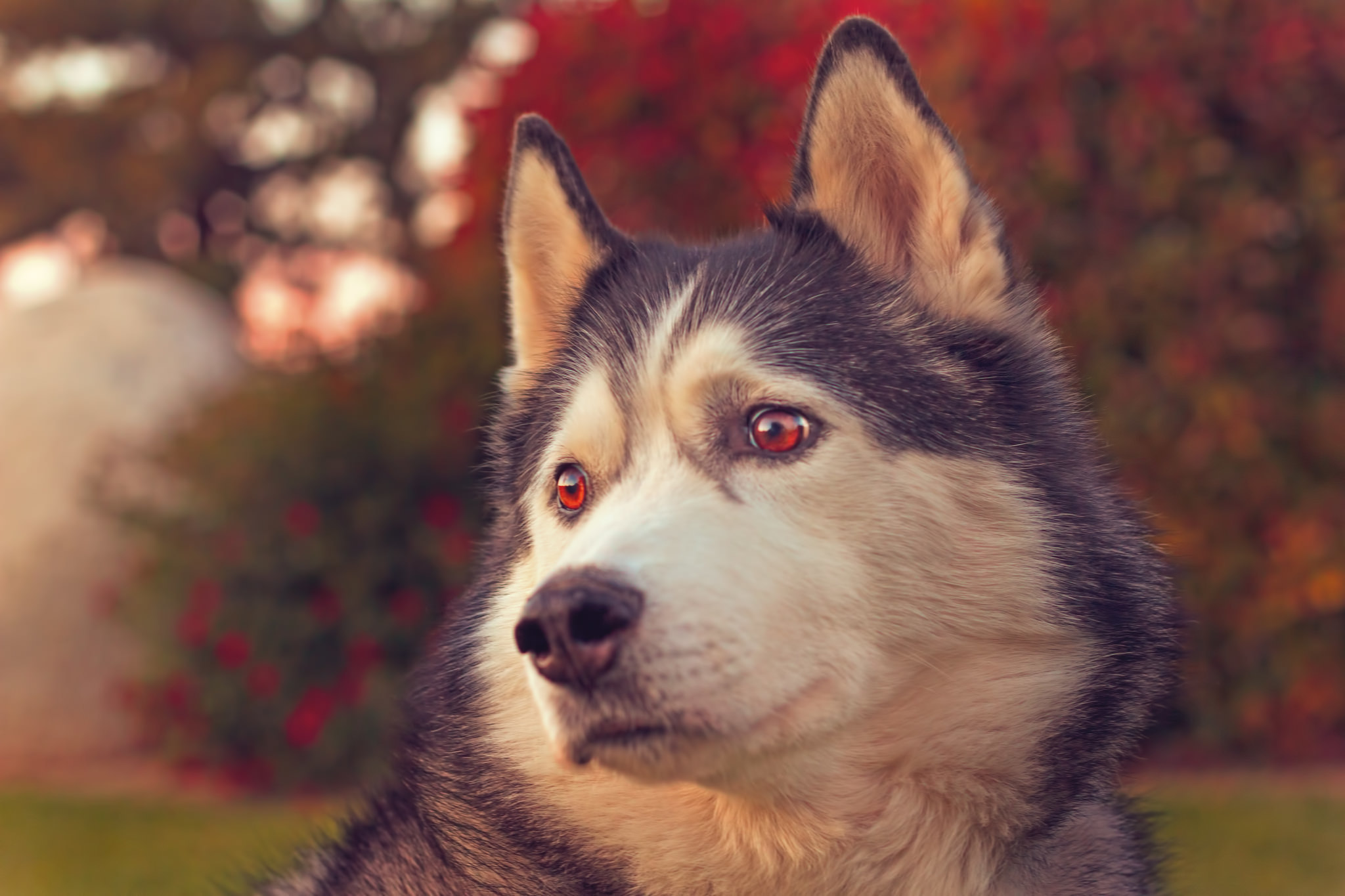 Descarga gratuita de fondo de pantalla para móvil de Animales, Perros, Perro, Bozal, Perro Esquimal.