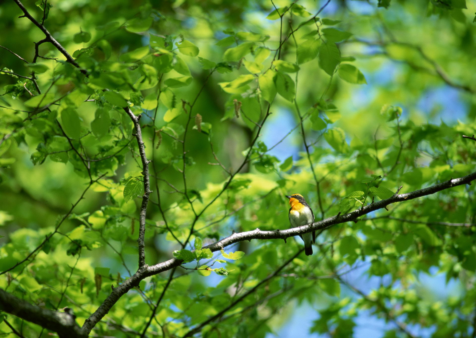 Baixar papel de parede para celular de Pássaro, Aves, Animais gratuito.