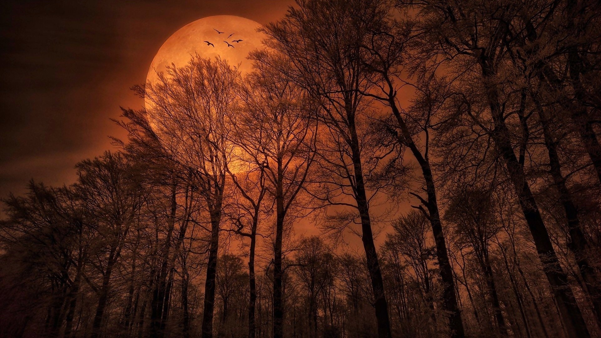 Téléchargez des papiers peints mobile Fantaisie, Lune, Forêt, Arbre gratuitement.