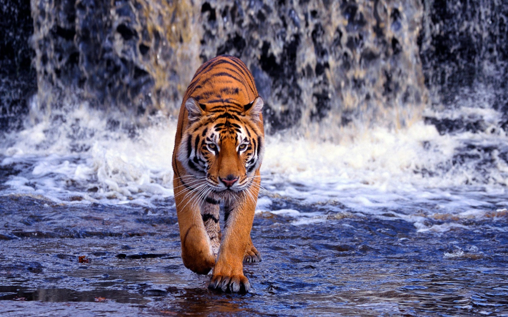 20299 скачать обои тигры, животные - заставки и картинки бесплатно