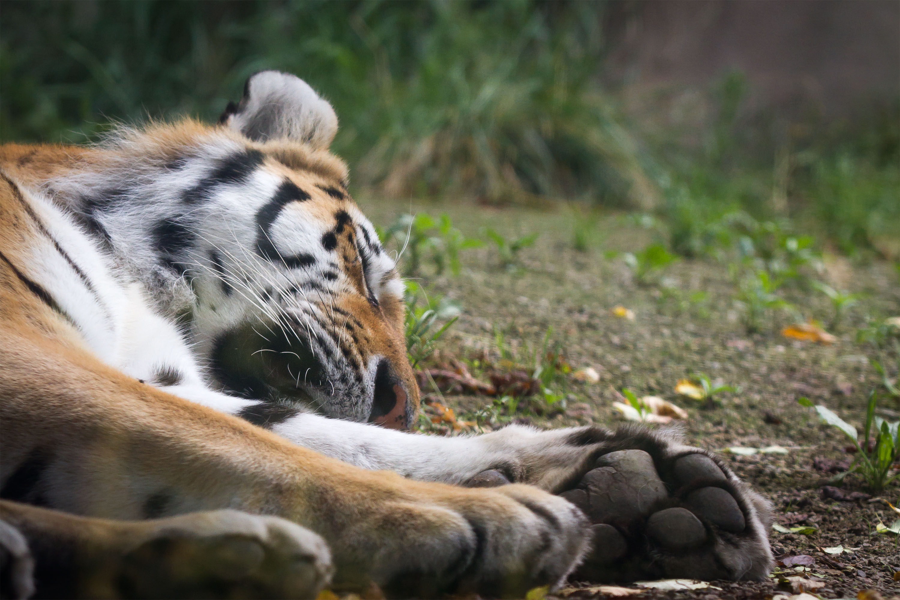 Descarga gratuita de fondo de pantalla para móvil de Animales, Gatos, Tigre, Dormido.