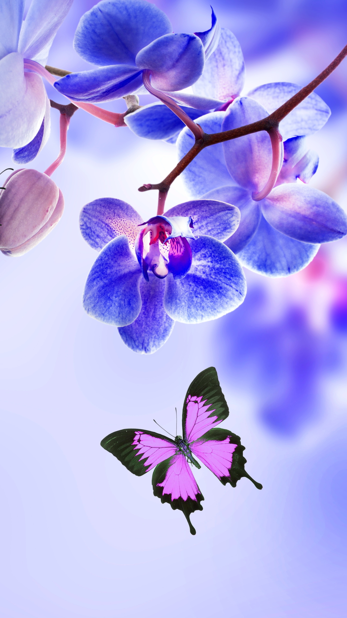 Скачать картинку Цветок, Бабочка, Орхидея, Земля/природа, Синий Цветок, Флауэрсы в телефон бесплатно.