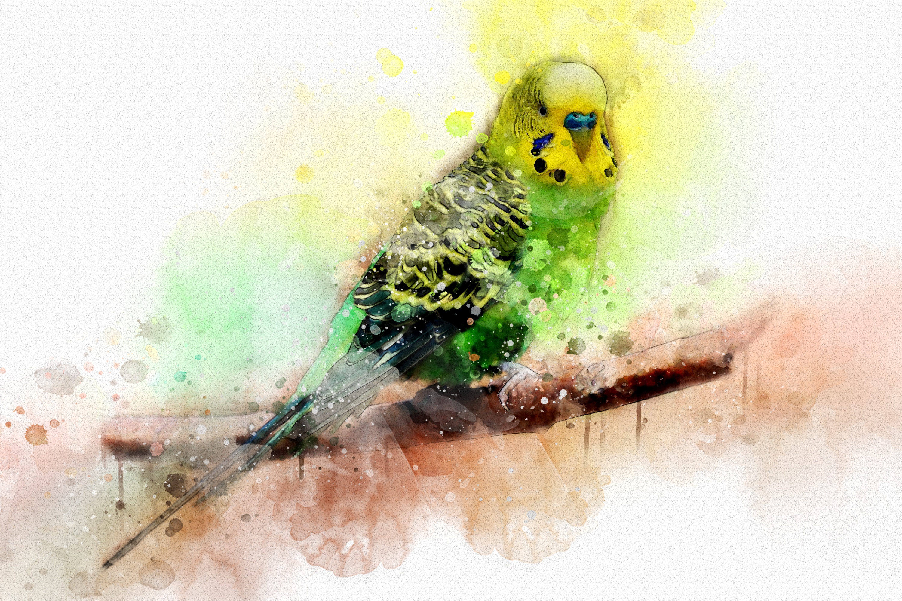 Free download wallpaper Birds, Bird, Animal, Watercolor, Budgerigar, Parrot on your PC desktop