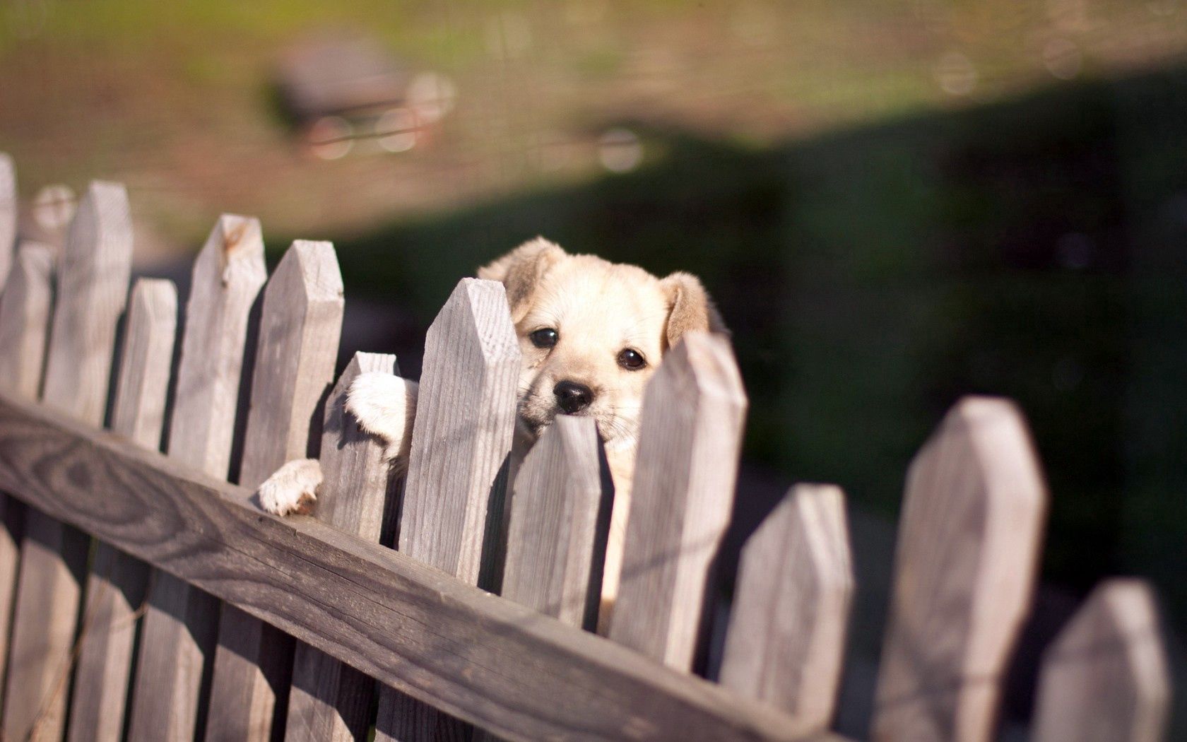 Download mobile wallpaper Fence, Opinion, Animals, Dog, Sight for free.