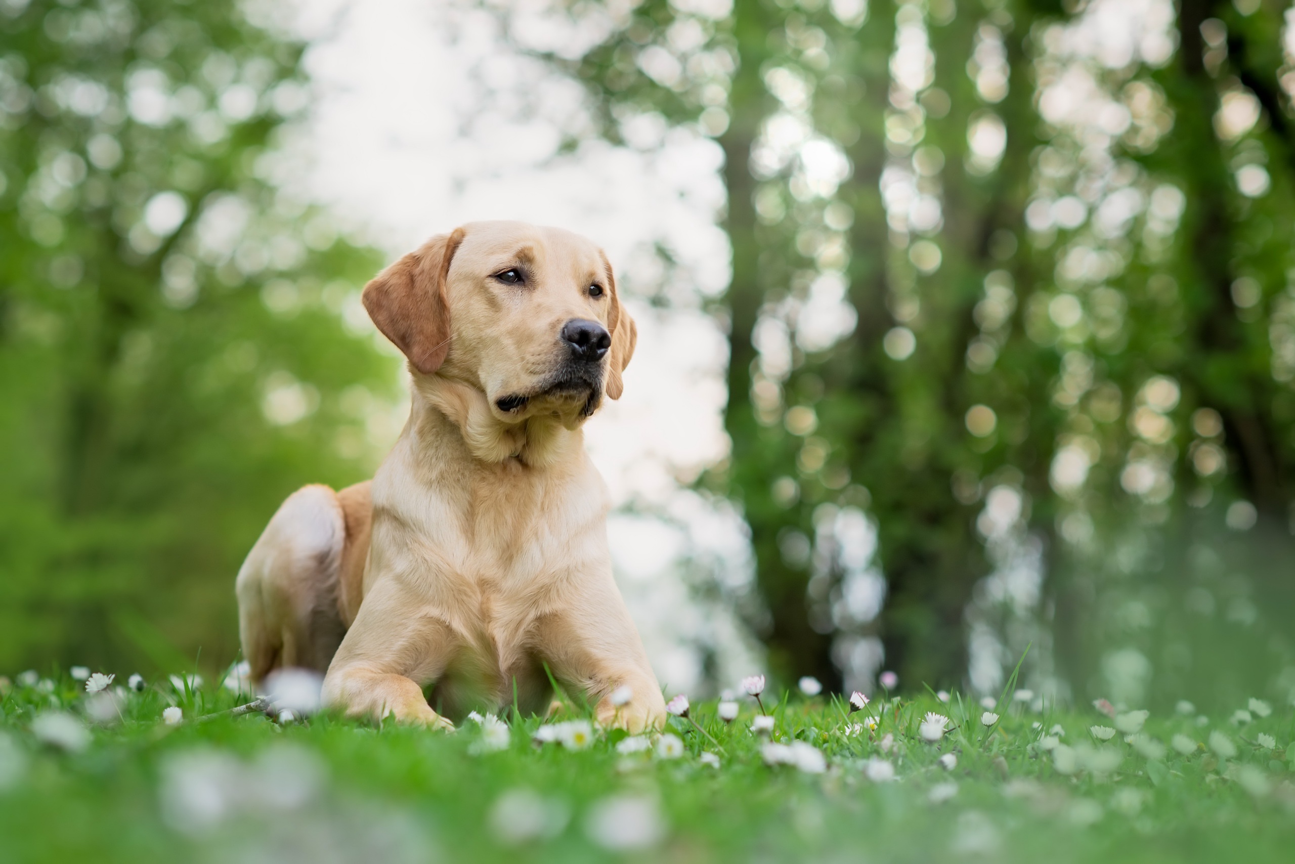 PCデスクトップに動物, 犬, ボケ, ラブラドール・レトリバー, 被写界深度画像を無料でダウンロード