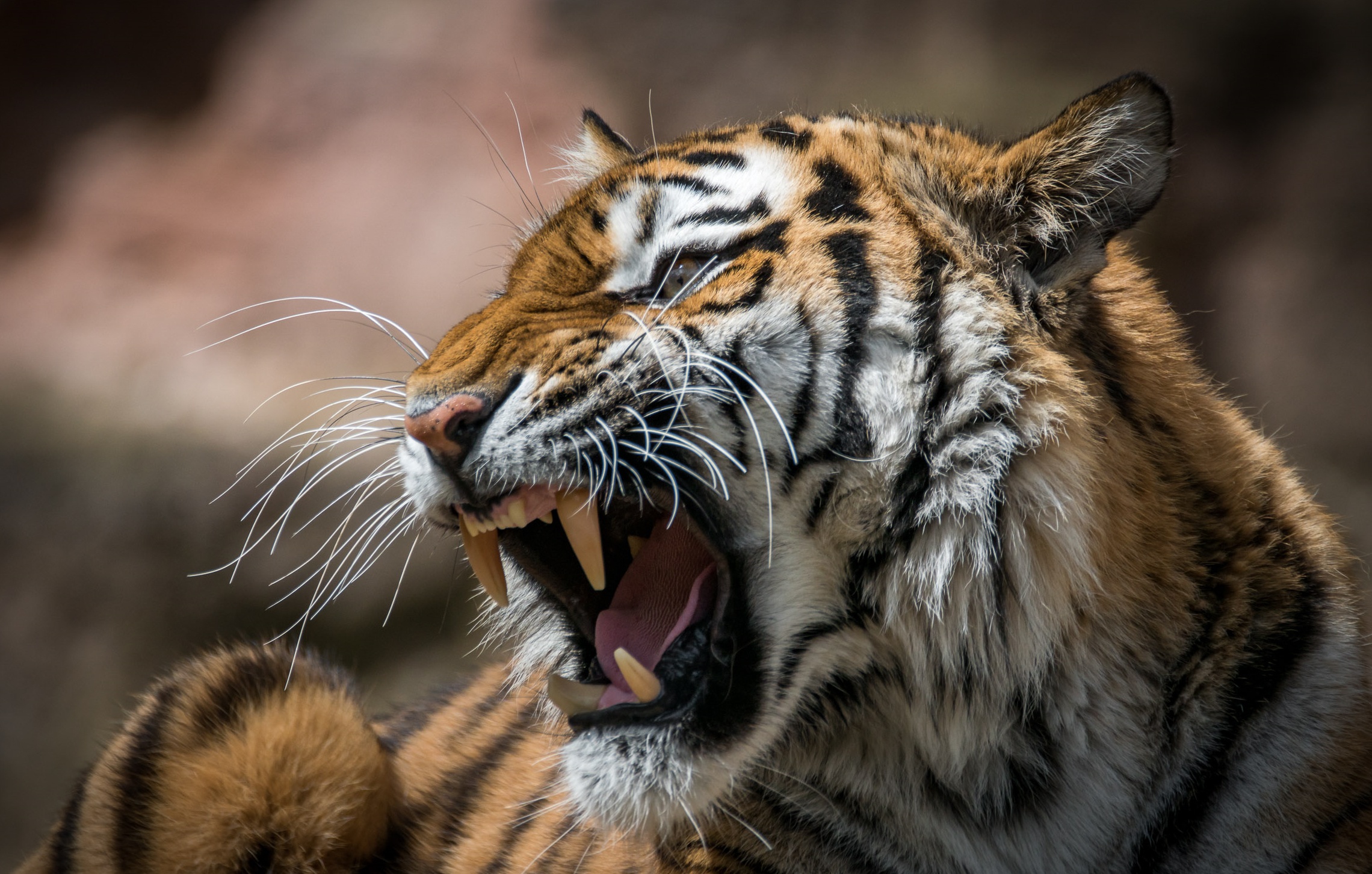 Free download wallpaper Cats, Tiger, Animal, Roar on your PC desktop