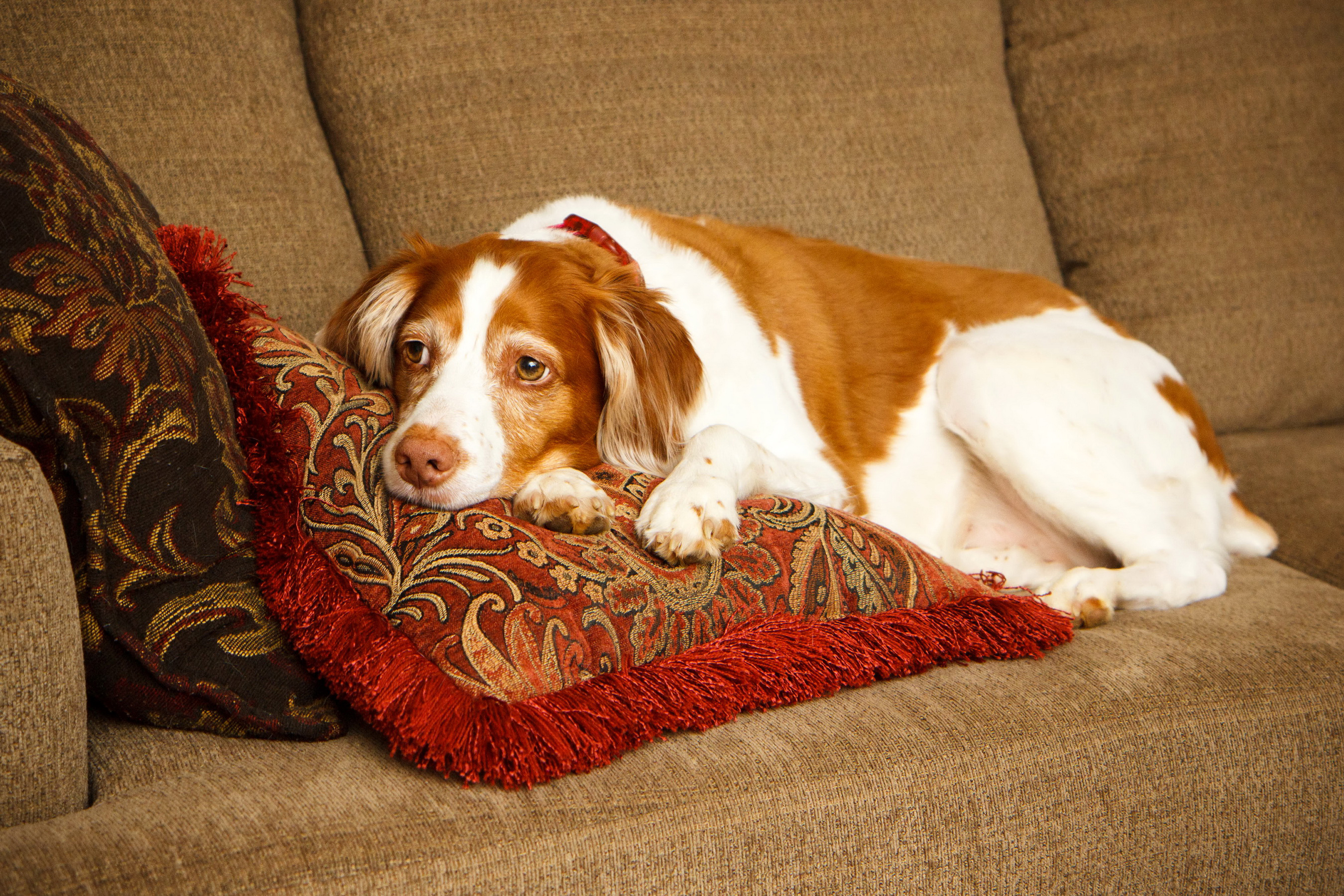 Handy-Wallpaper Tiere, Hunde, Spaniel, Hund, Ausruhen, Couch kostenlos herunterladen.