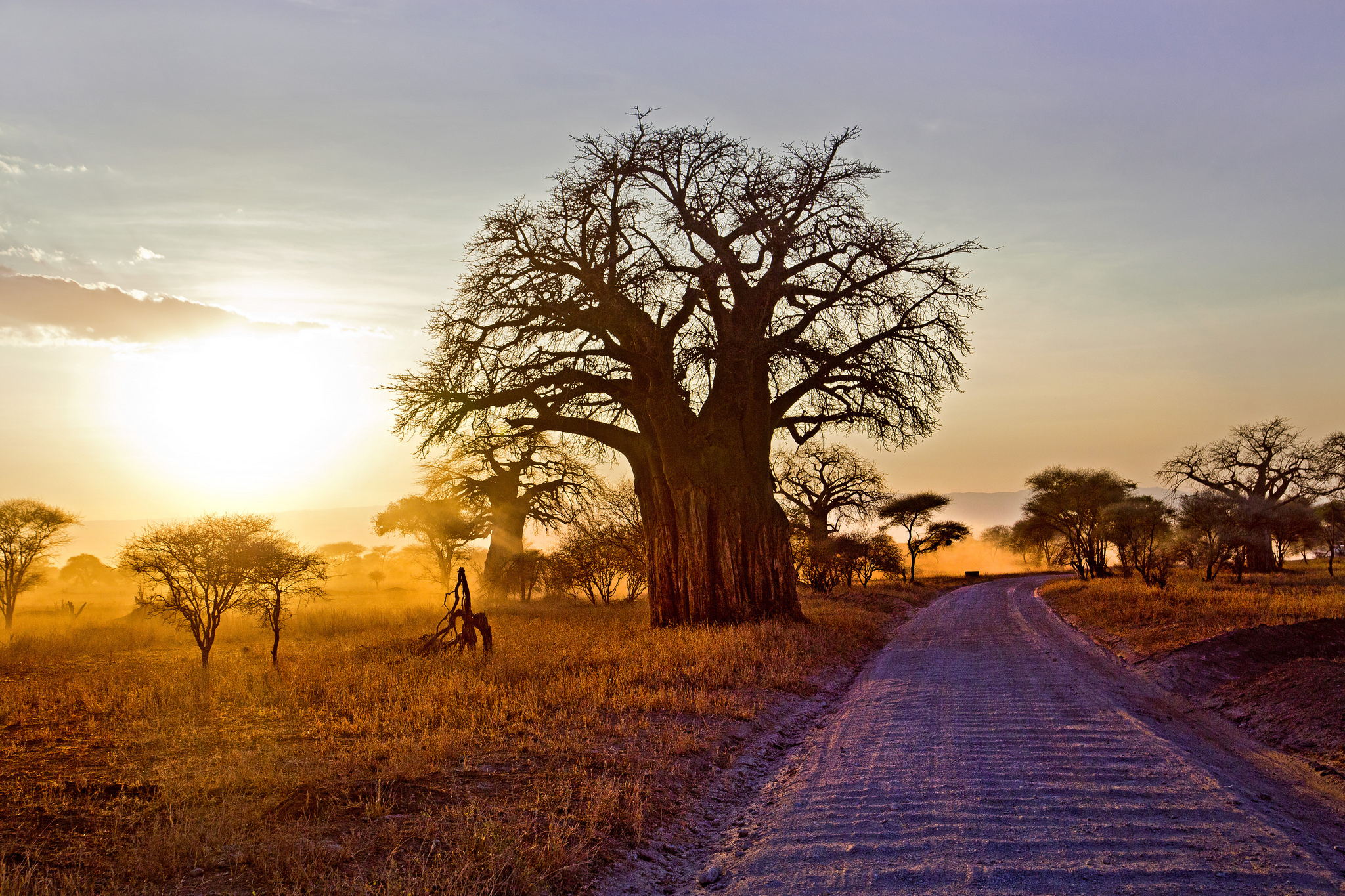 378234 descargar imagen tierra/naturaleza, arbol del baobab, áfrica, paisaje, camino, sabana, rayo de sol, amanecer, árbol, árboles: fondos de pantalla y protectores de pantalla gratis