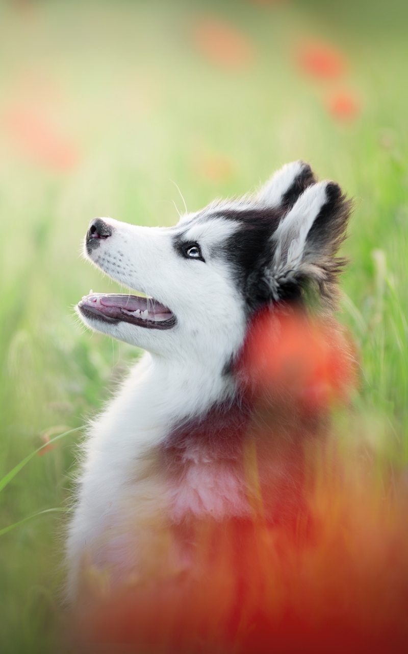 Download mobile wallpaper Dogs, Flower, Dog, Animal, Husky, Poppy for free.