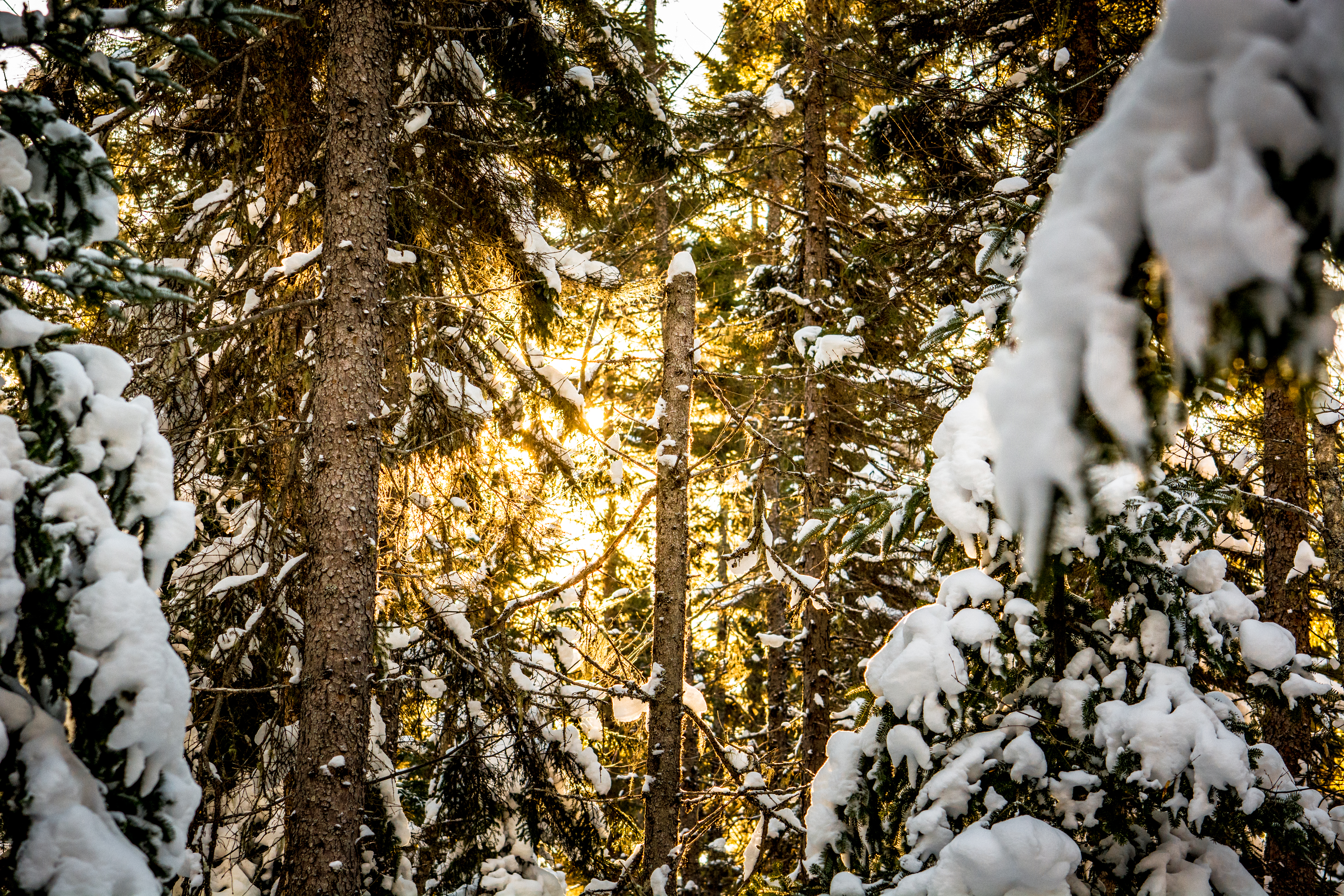 Скачать обои бесплатно Солнечный Свет, Снег, Природа, Лес, Деревья, Сосны, Зима картинка на рабочий стол ПК