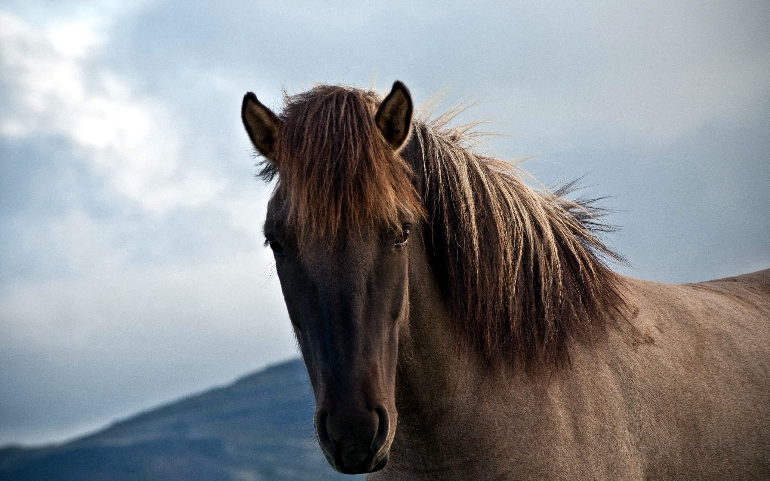 Free download wallpaper Animals, Sight, Opinion, Mane, Horse on your PC desktop
