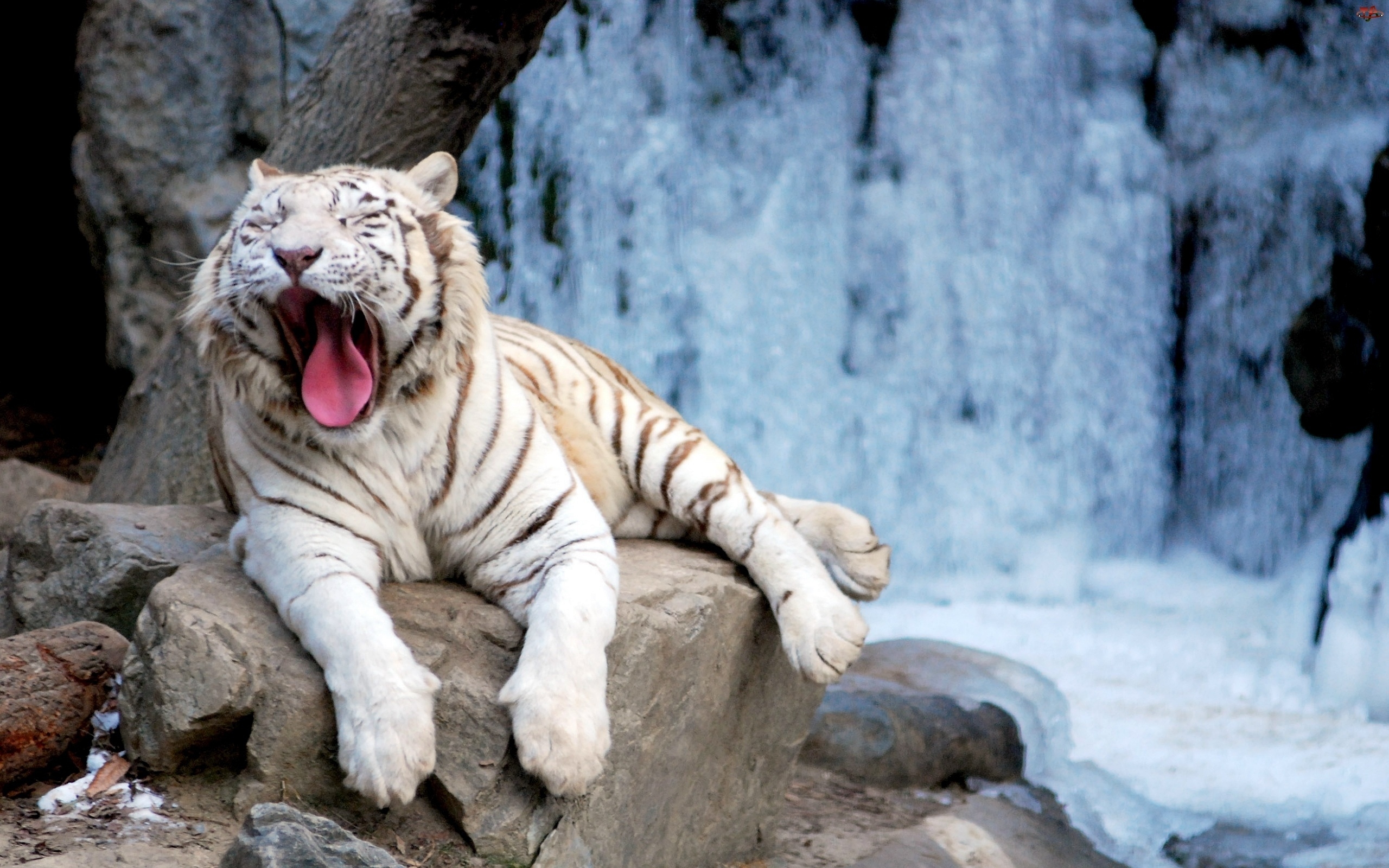 Téléchargez des papiers peints mobile Animaux, Tigre Blanc gratuitement.