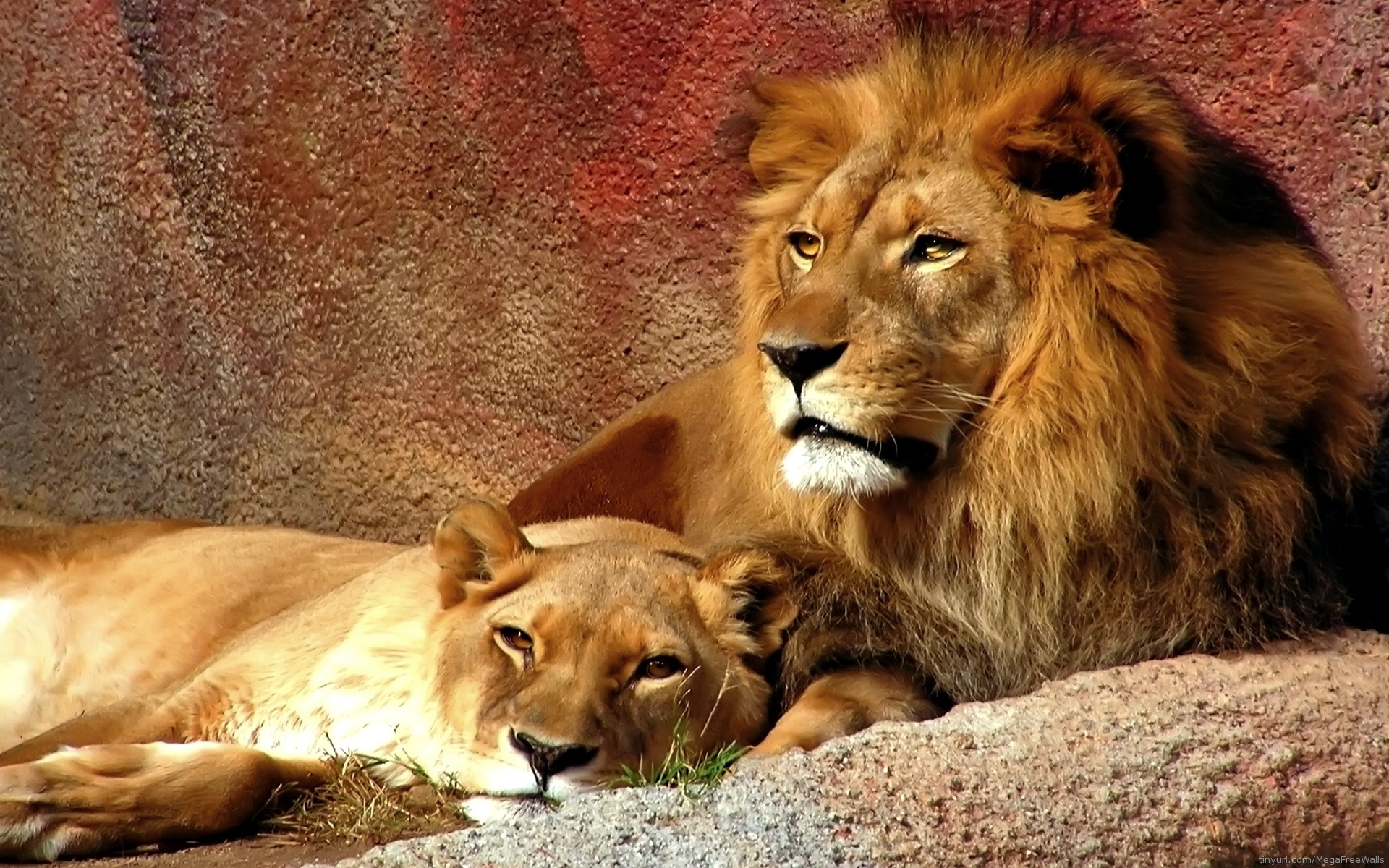 Download mobile wallpaper Lion, Animal for free.