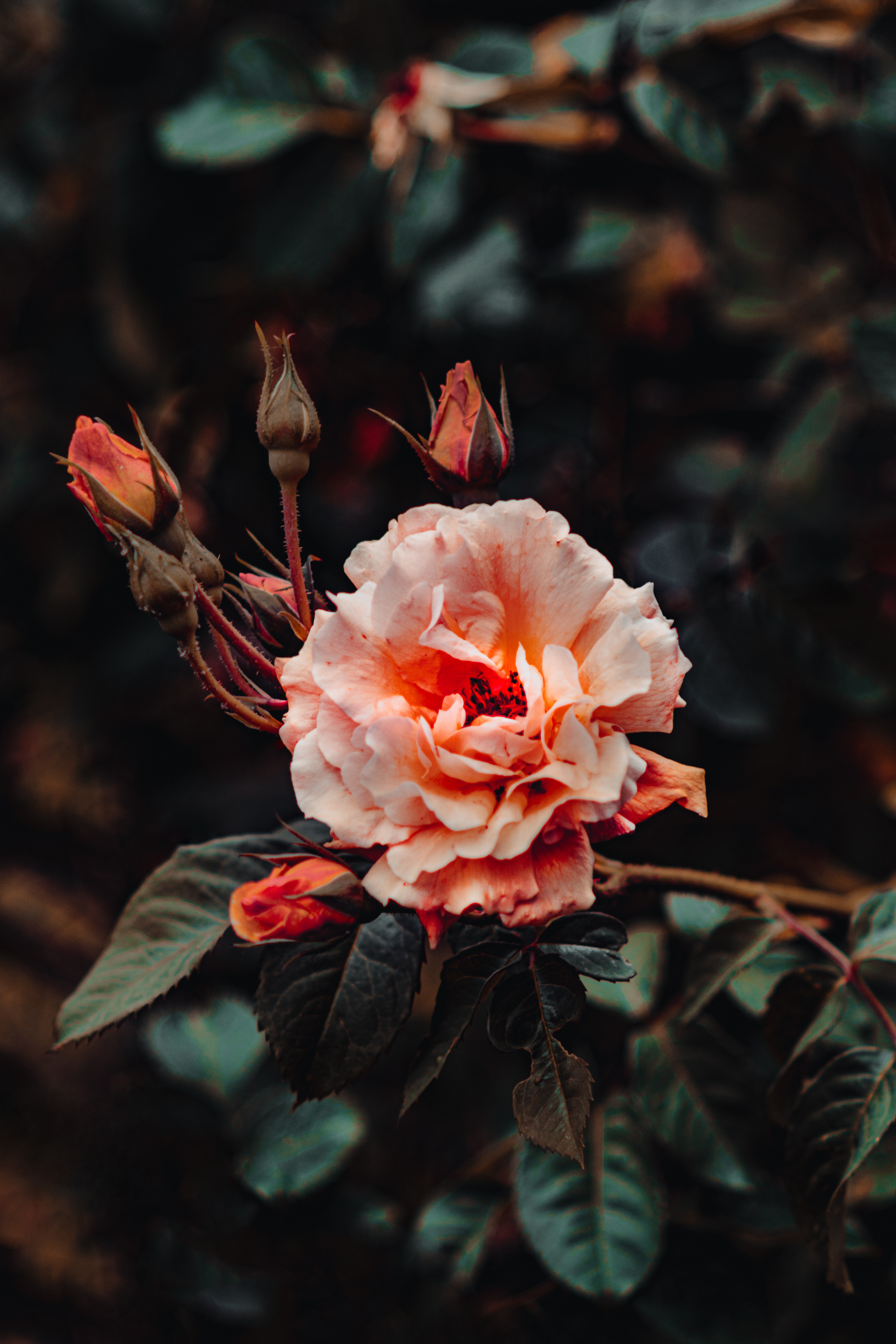 Laden Sie das Rosa, Pflanze, Rose, Blühen, Blühenden, Blumen, Blume-Bild kostenlos auf Ihren PC-Desktop herunter