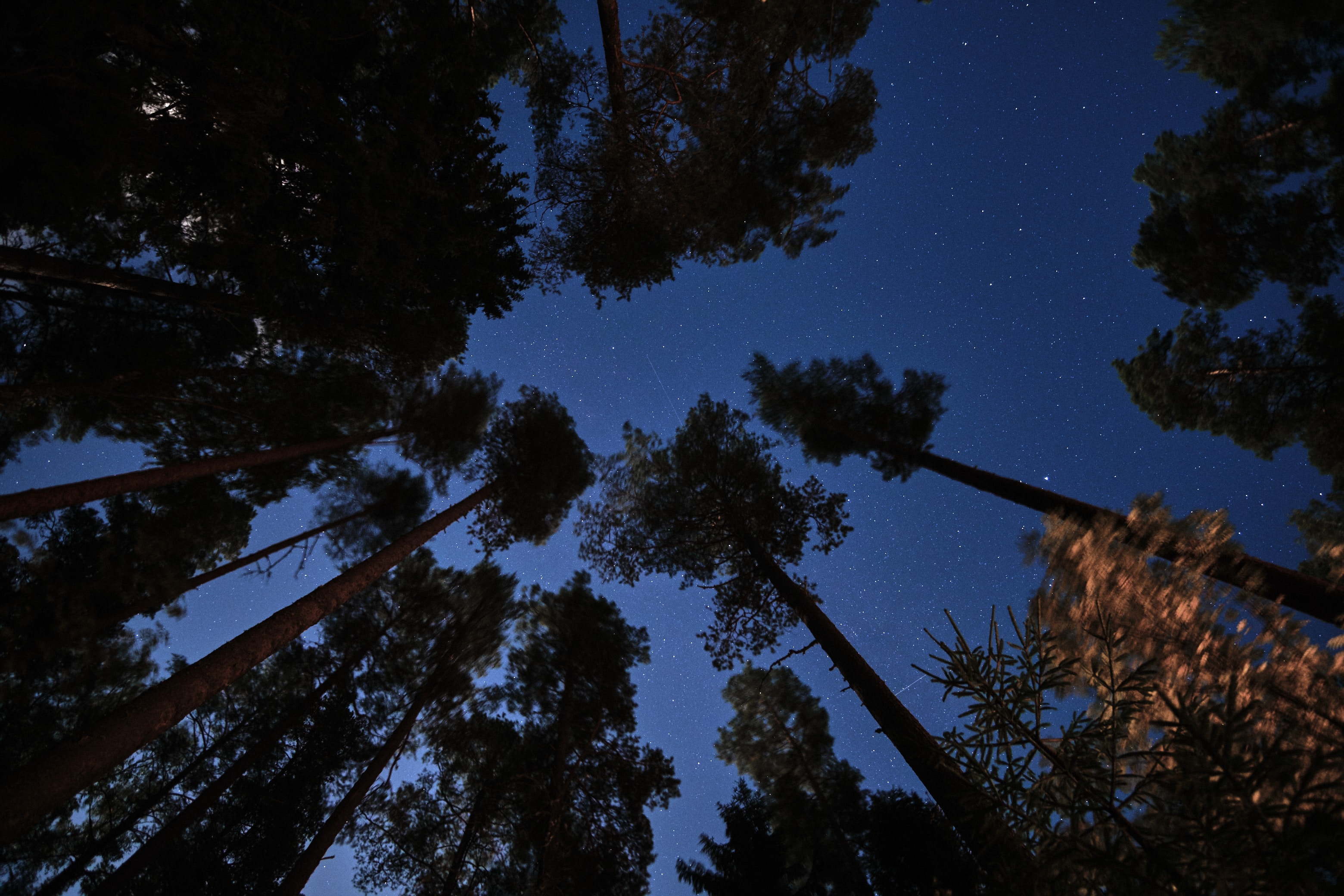 無料モバイル壁紙森林, 森, 木, ナイト, 闇, 暗い, 星空をダウンロードします。