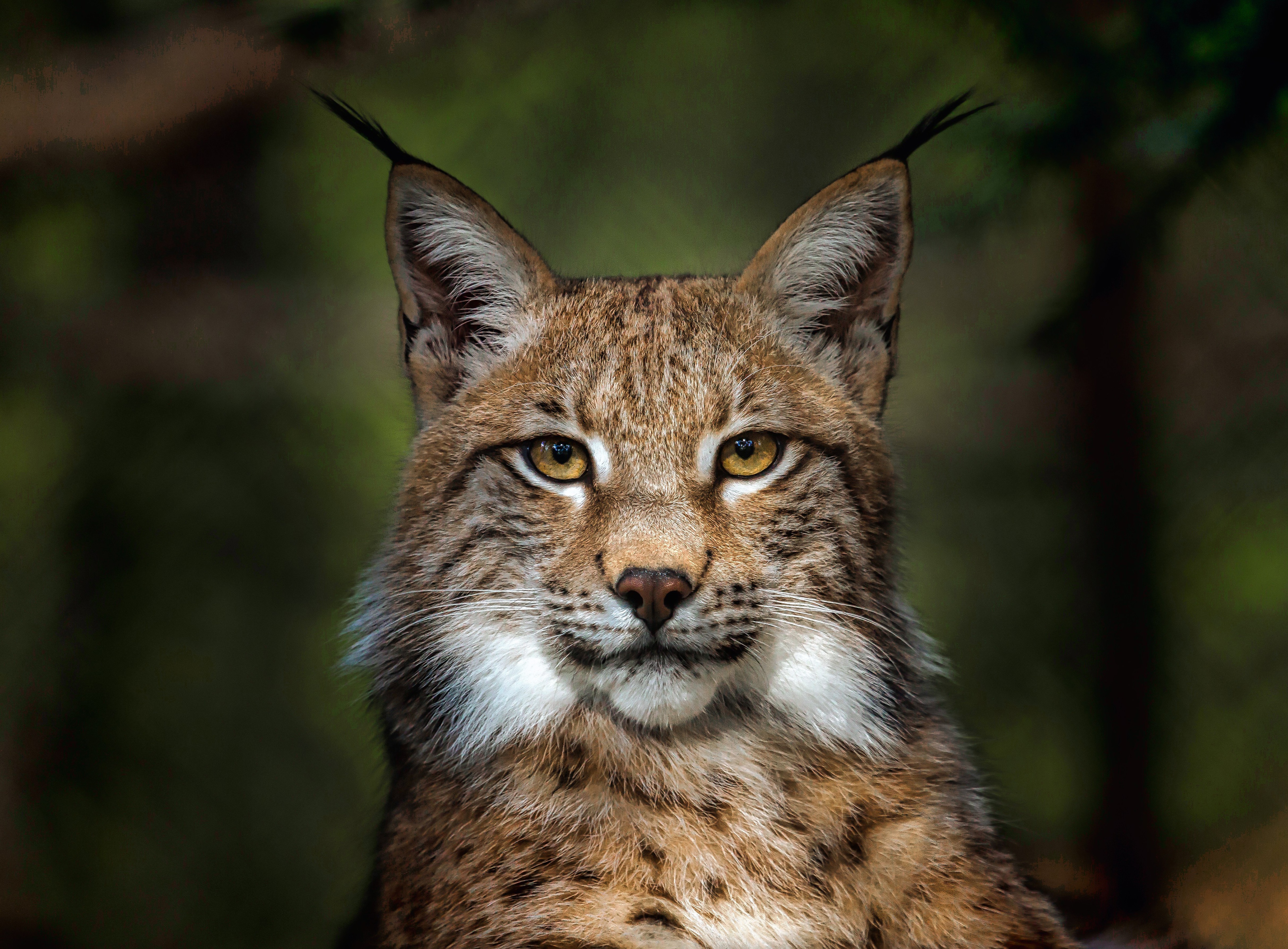 Free download wallpaper Cats, Animal, Lynx, Stare on your PC desktop