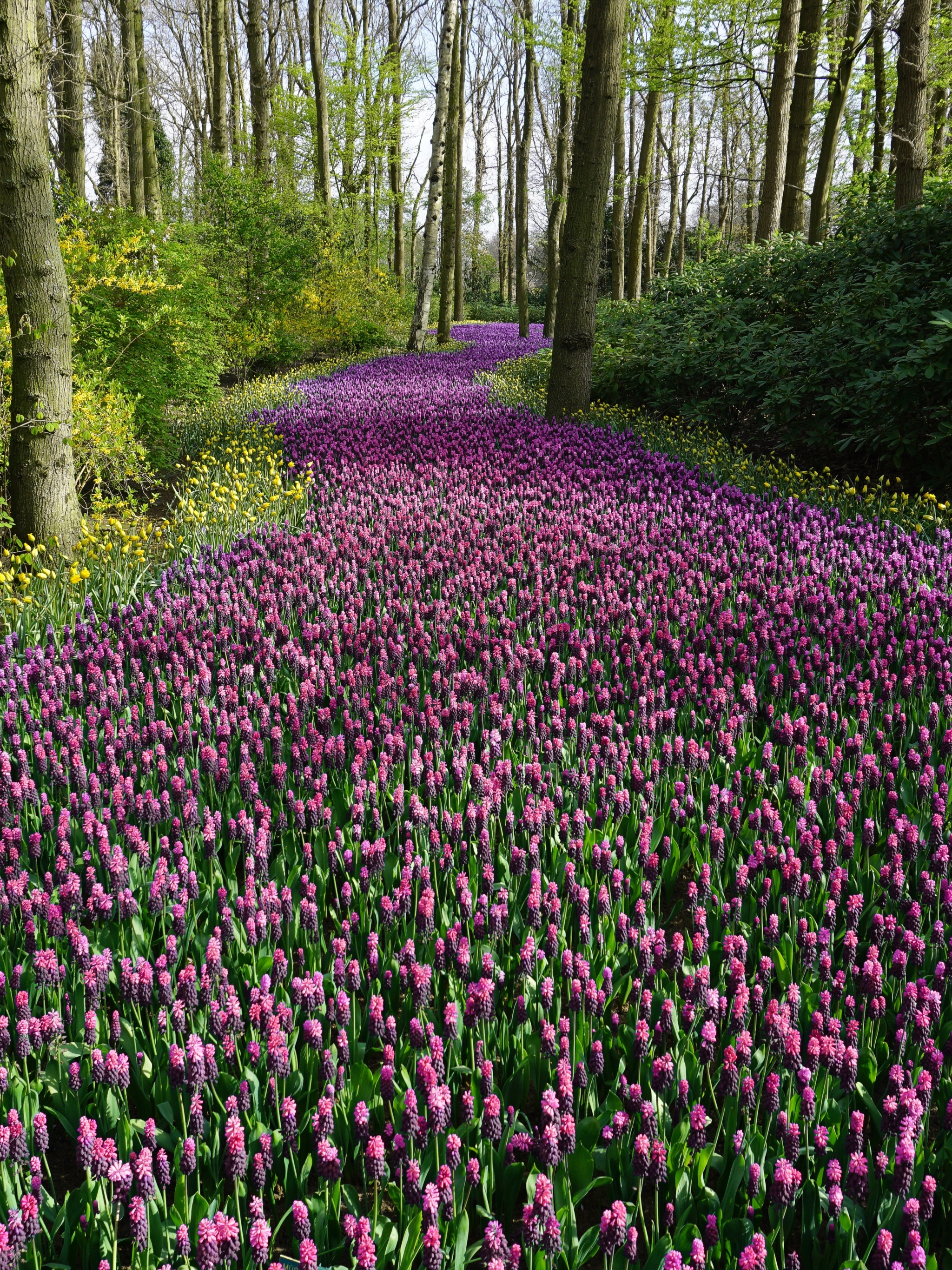 Téléchargez gratuitement l'image Fleurs, Fleur, Fleur Mauve, La Nature, Terre/nature sur le bureau de votre PC