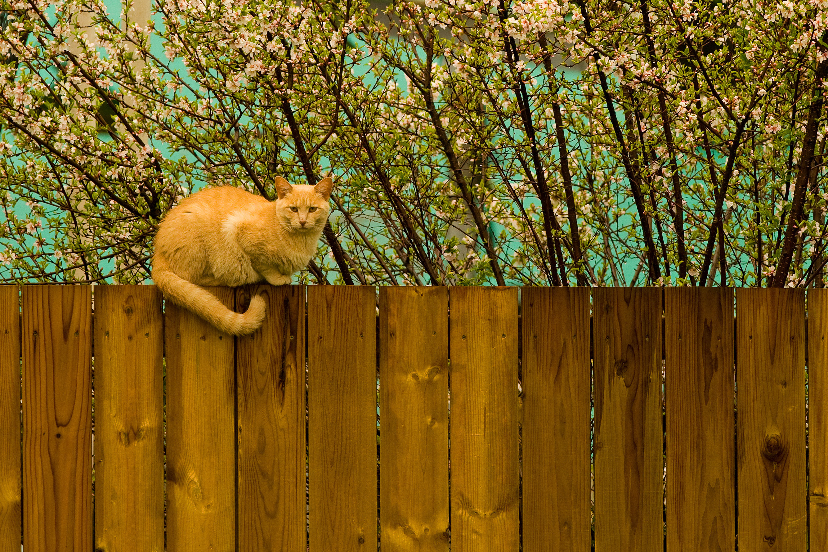 Handy-Wallpaper Tiere, Katzen, Katze kostenlos herunterladen.