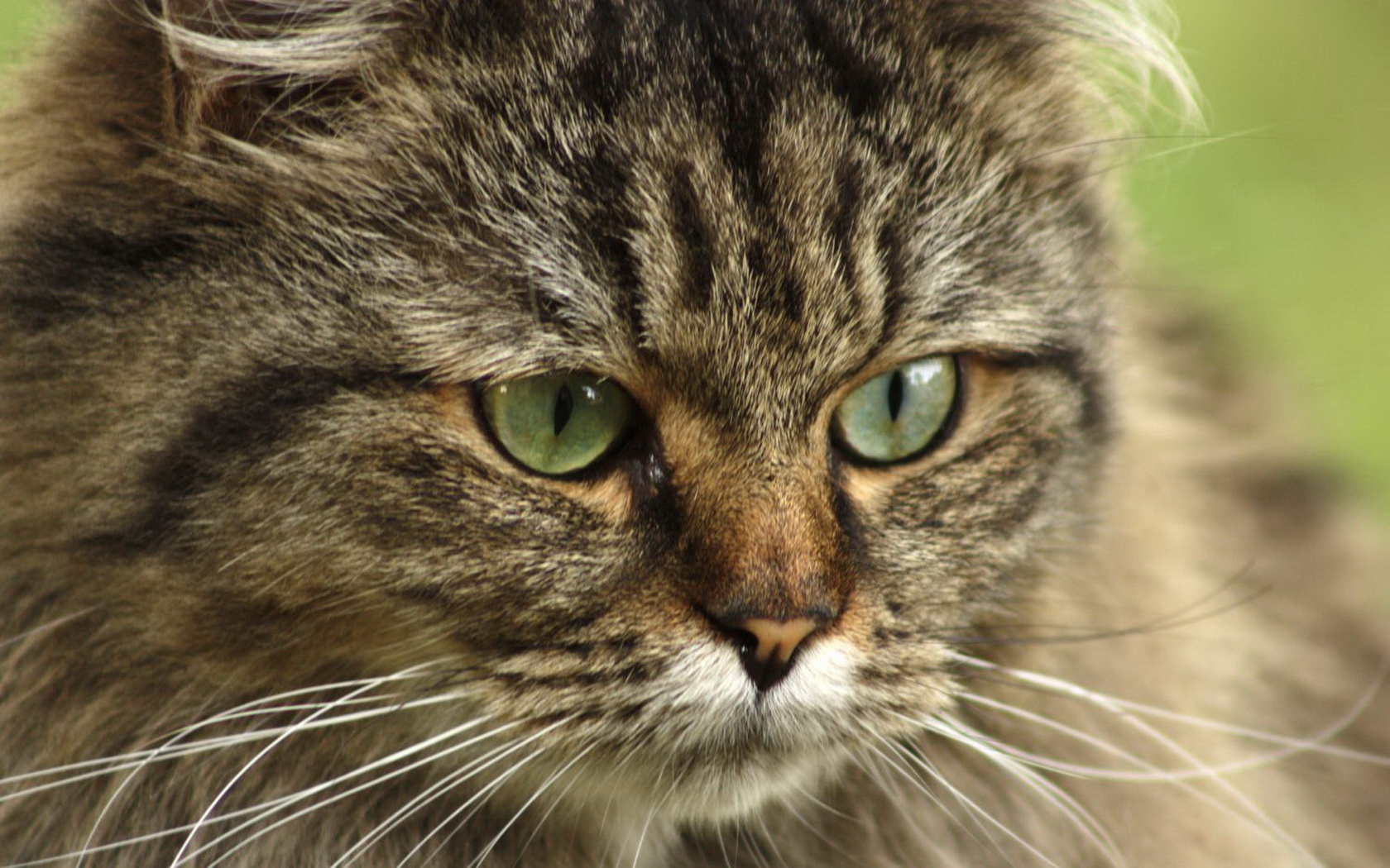 310028 Protetores de tela e papéis de parede Gatos em seu telefone. Baixe  fotos gratuitamente