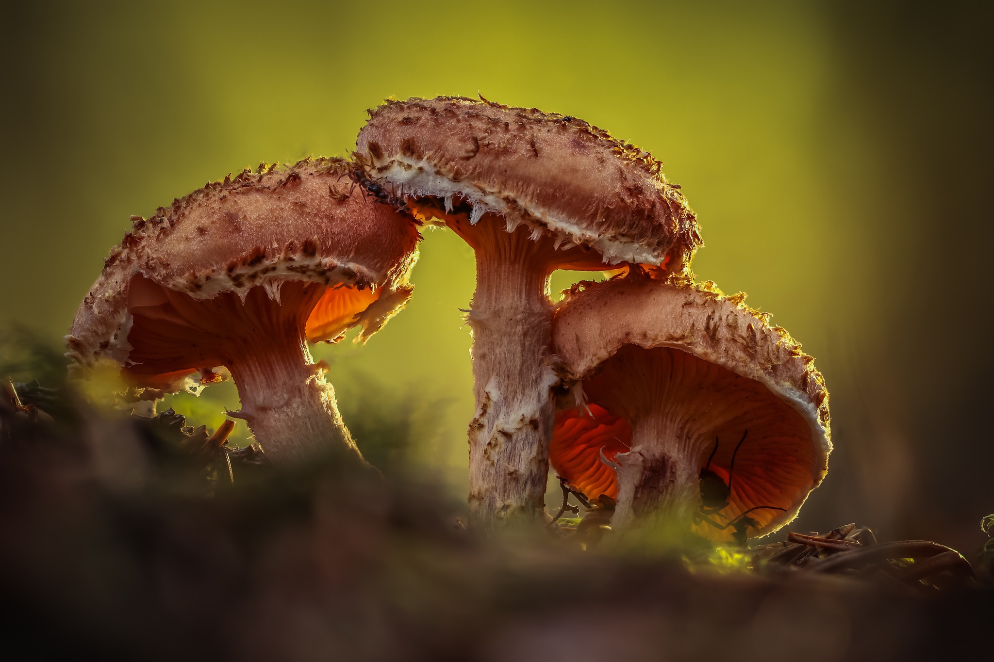 Free download wallpaper Nature, Close Up, Fall, Earth, Mushroom on your PC desktop