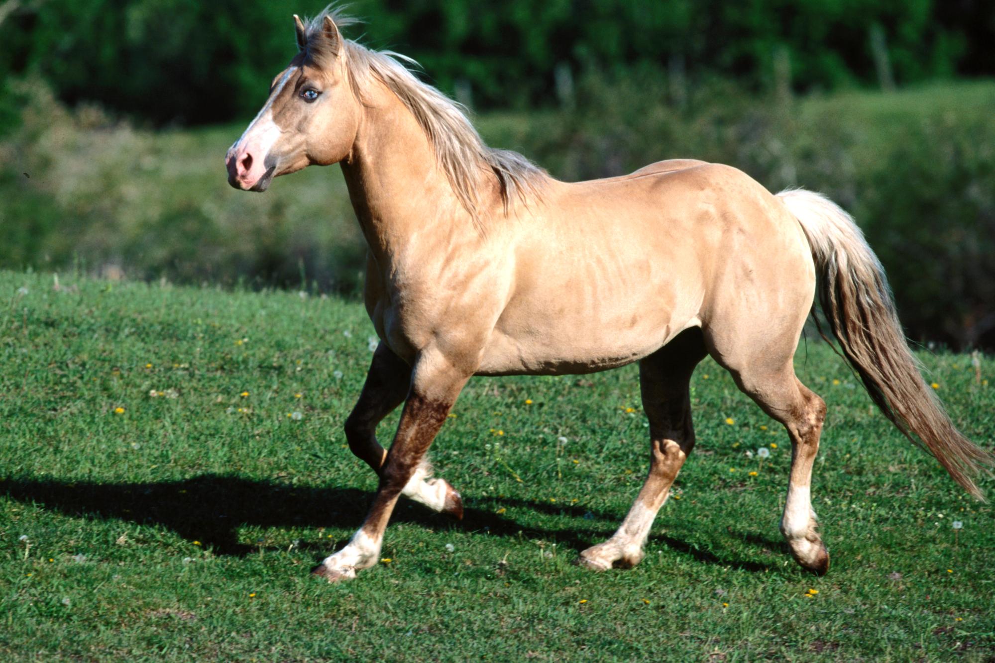 Téléchargez des papiers peints mobile Cheval, Animaux gratuitement.