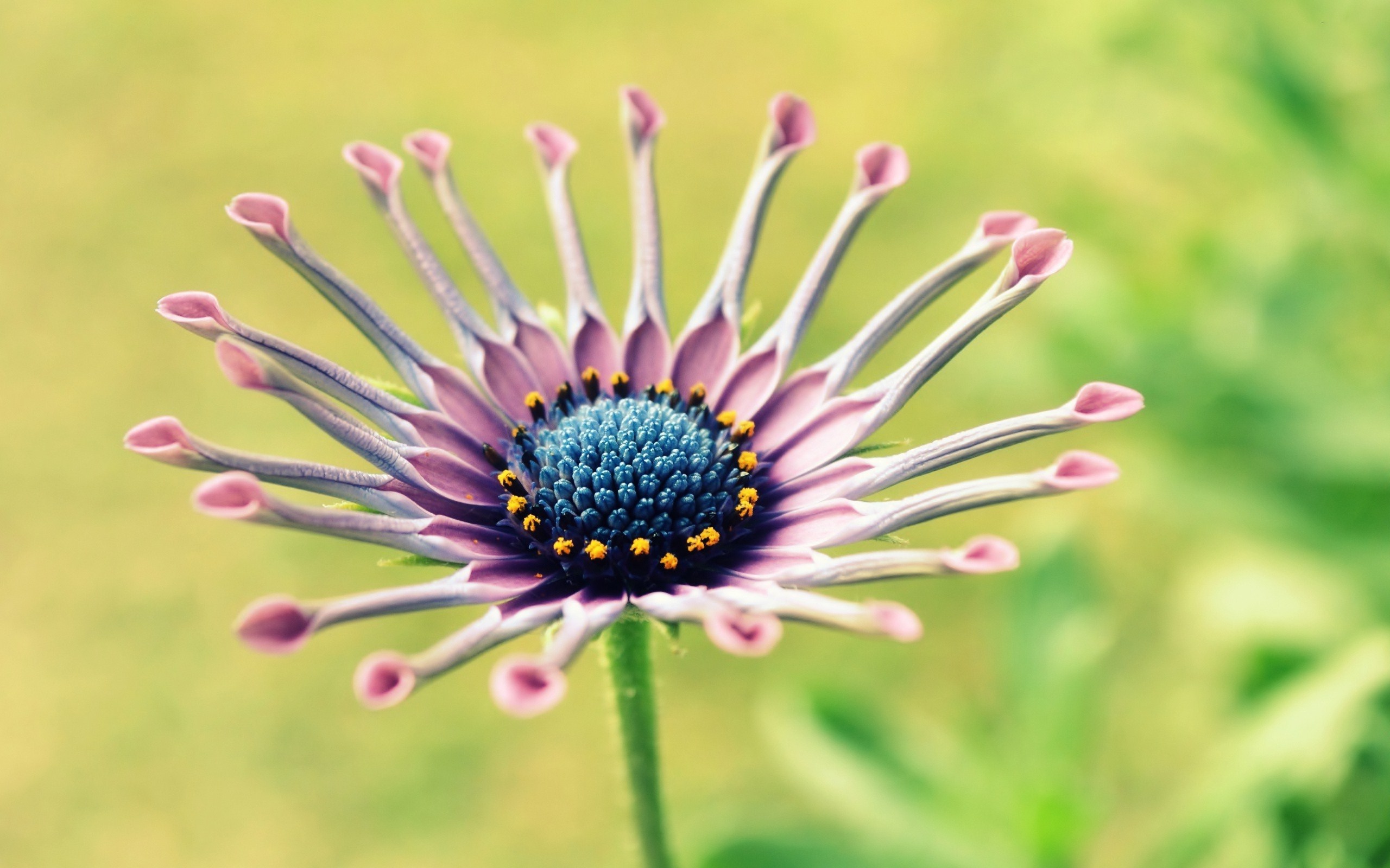 Free download wallpaper Flowers, Flower, Earth on your PC desktop