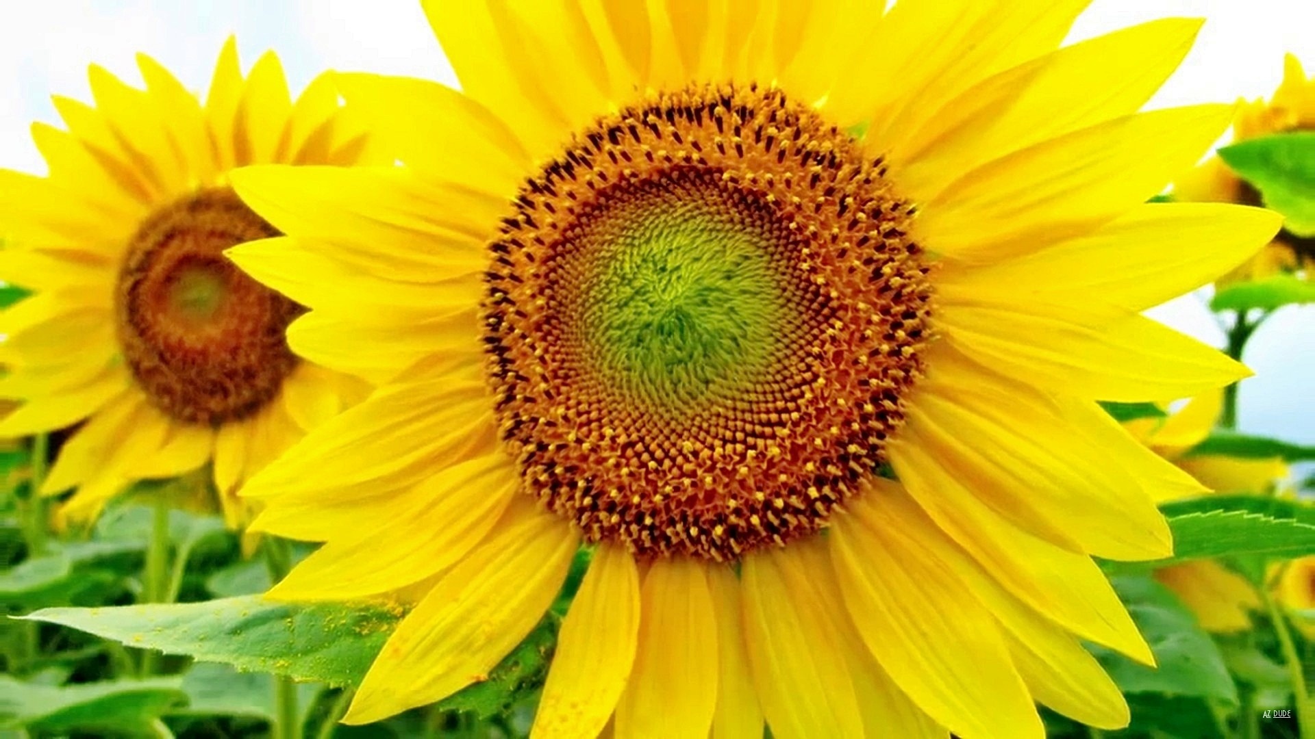 Free download wallpaper Sunflower, Flowers, Earth on your PC desktop