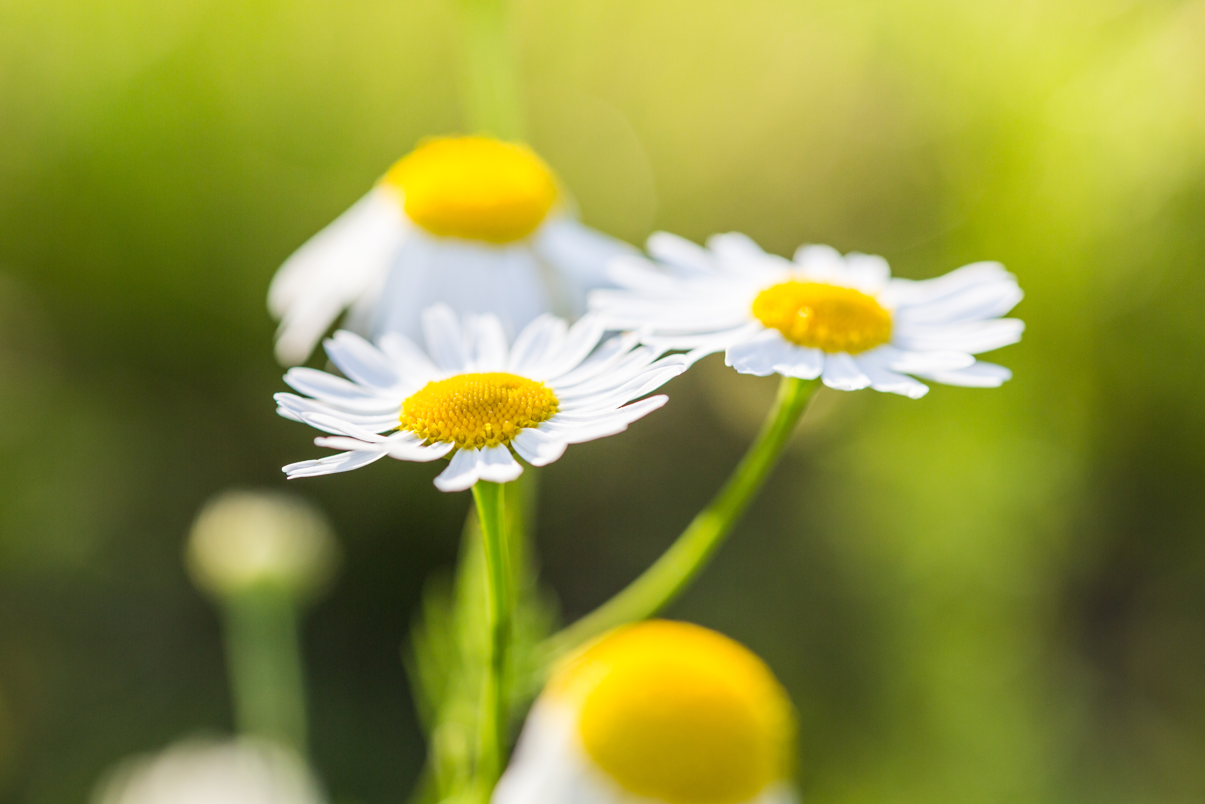 Free download wallpaper Nature, Flowers, Camomile, Flower, Blur, Close Up, Earth, White Flower on your PC desktop