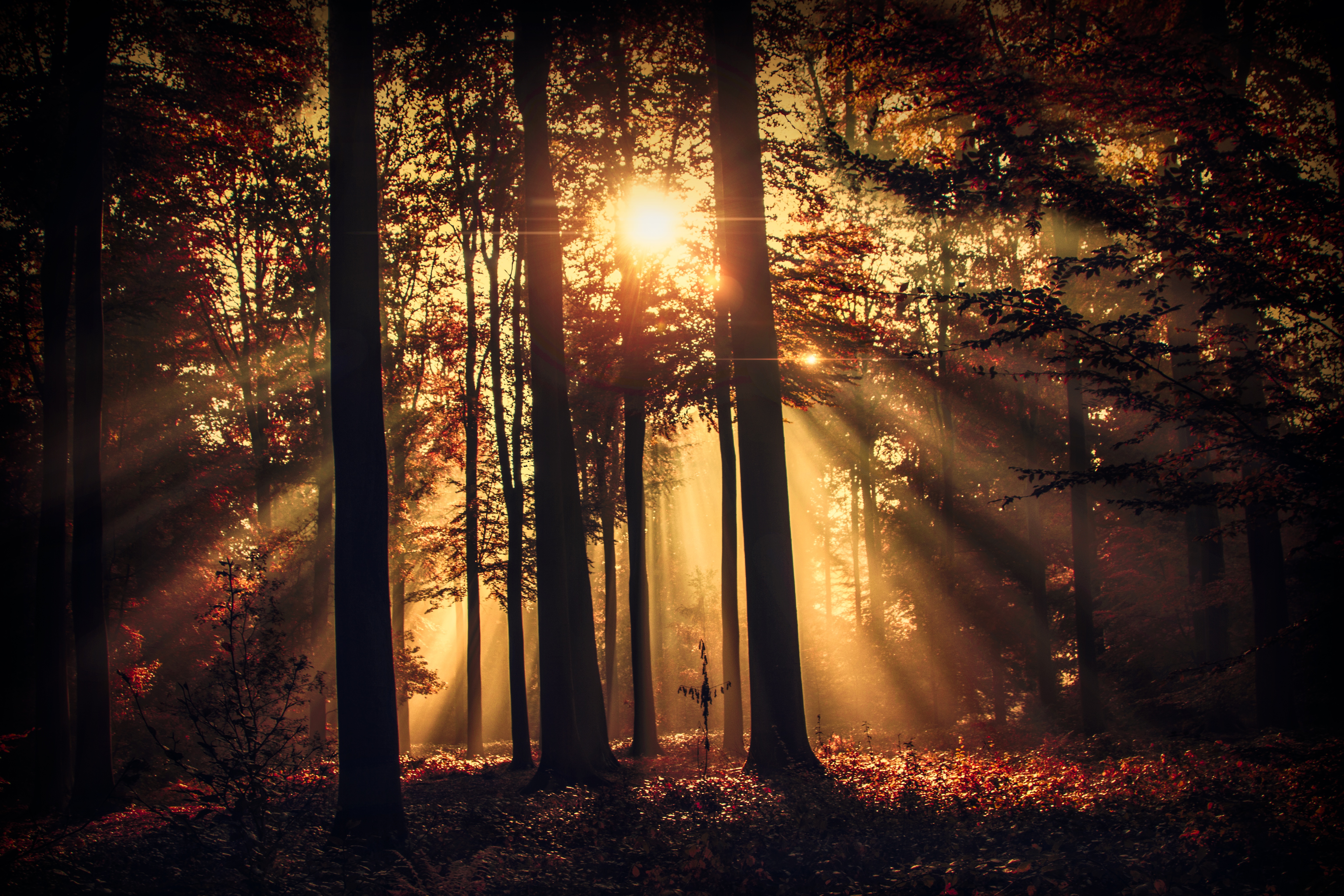 Download mobile wallpaper Nature, Silhouette, Forest, Tree, Earth, Sunbeam for free.