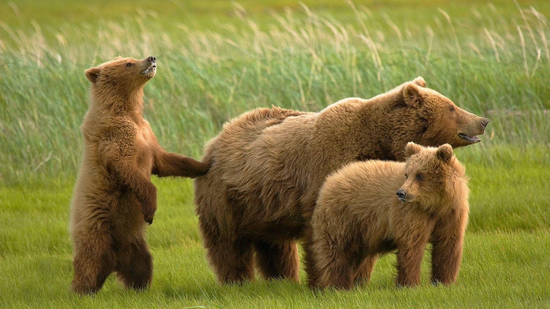 Téléchargez gratuitement l'image Bears, Une Famille, Famille, Herbe, Animaux sur le bureau de votre PC