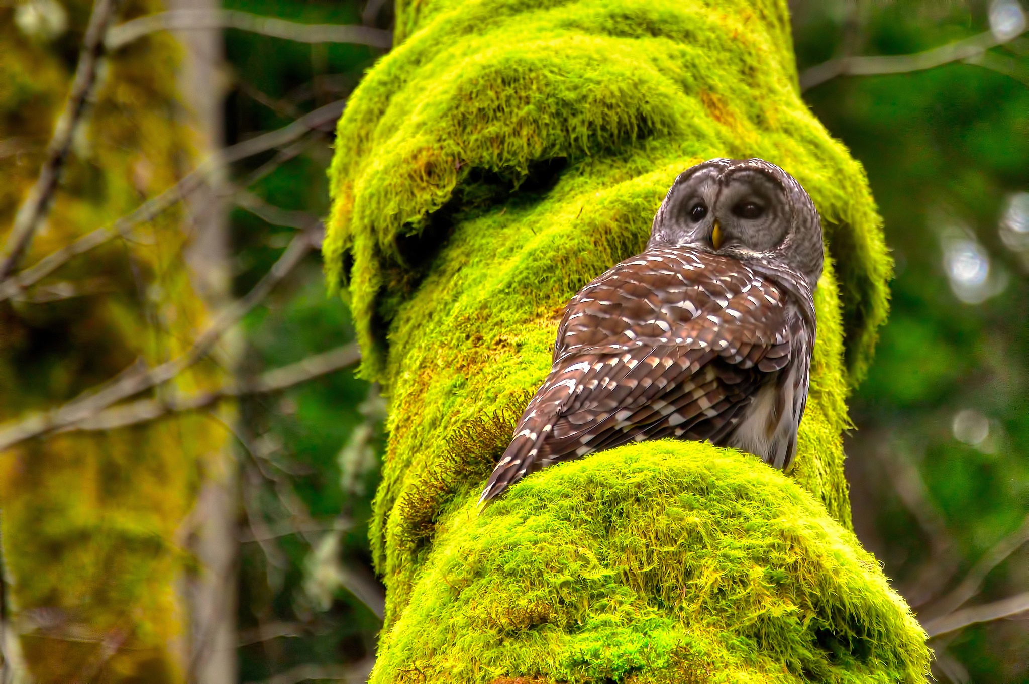 Mobile HD Wallpaper Owl 