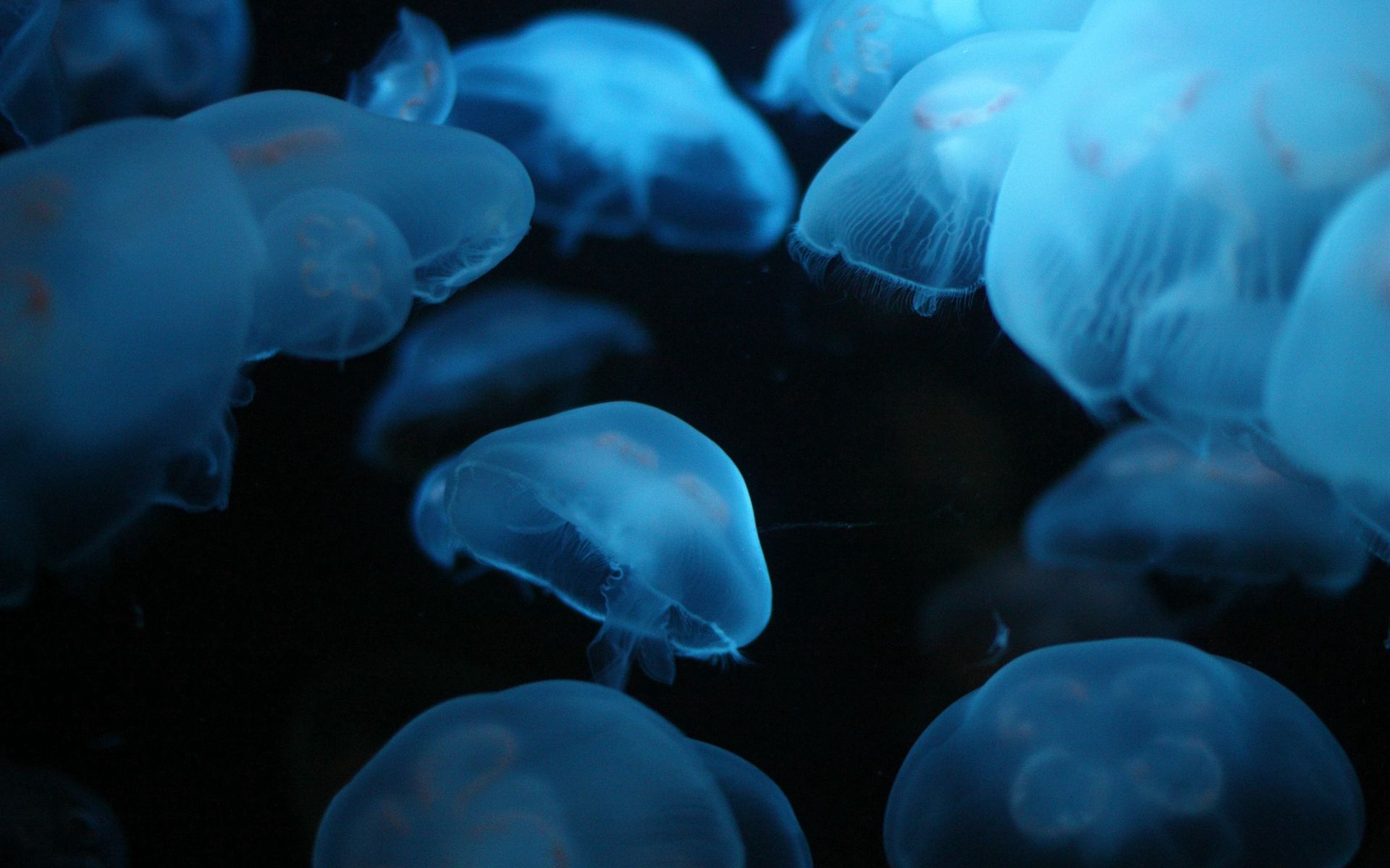 animals, jellyfish, underwater world, to swim, swim