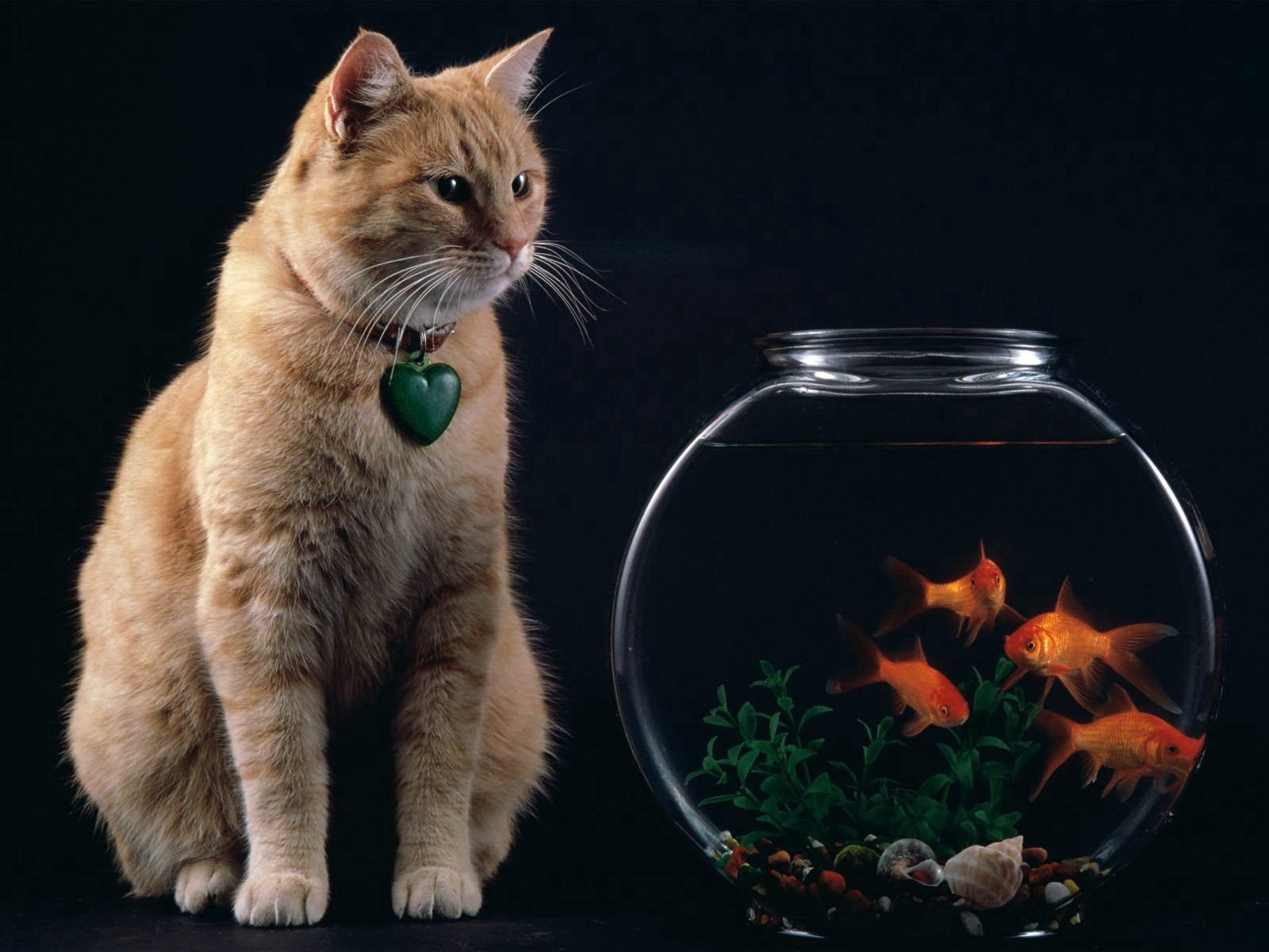 96559 Hintergrundbild herunterladen fisch, tiere, der kater, katze, aquarium, ein fisch - Bildschirmschoner und Bilder kostenlos