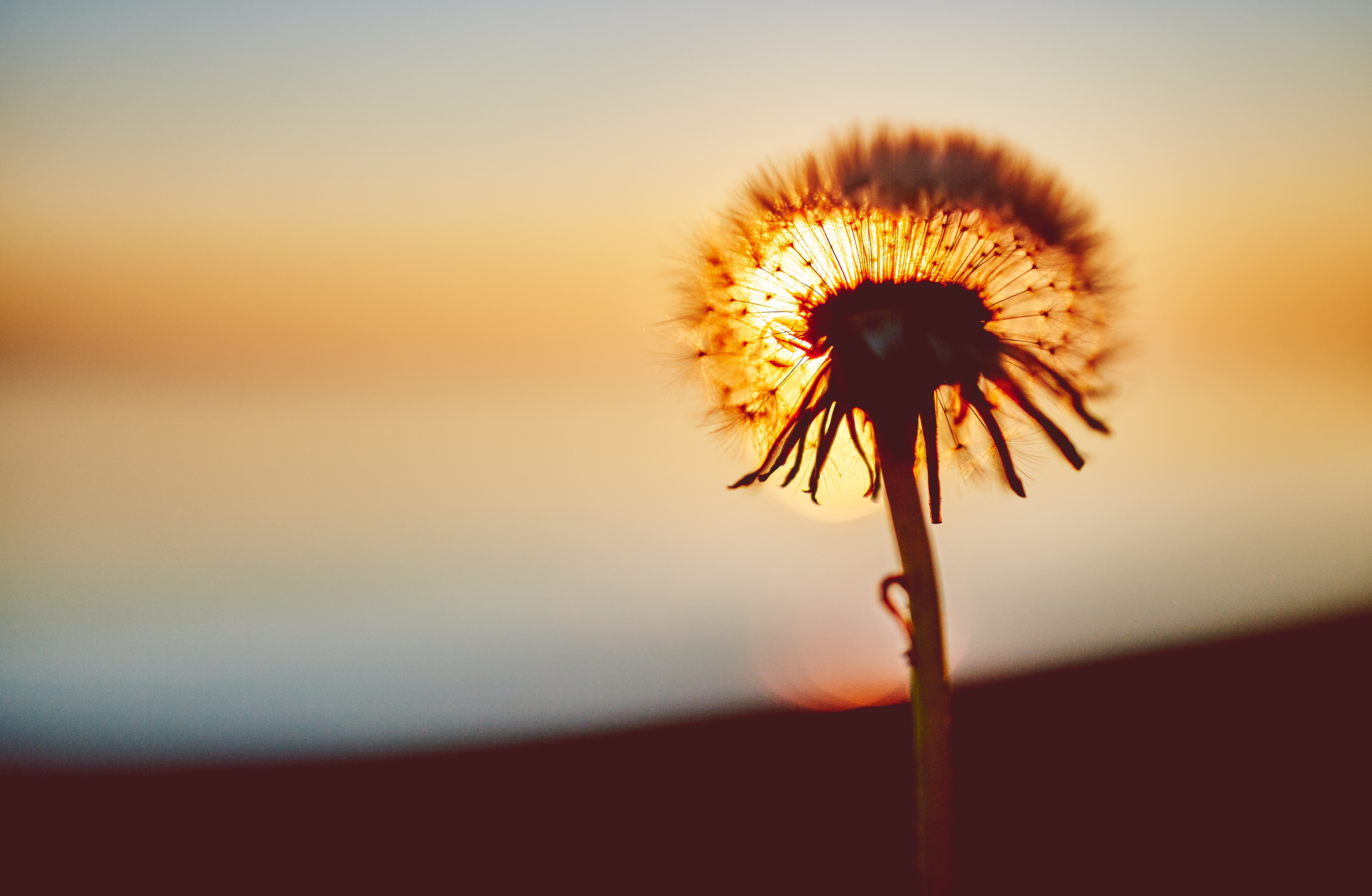 Free download wallpaper Nature, Blur, Earth, Dandelion on your PC desktop