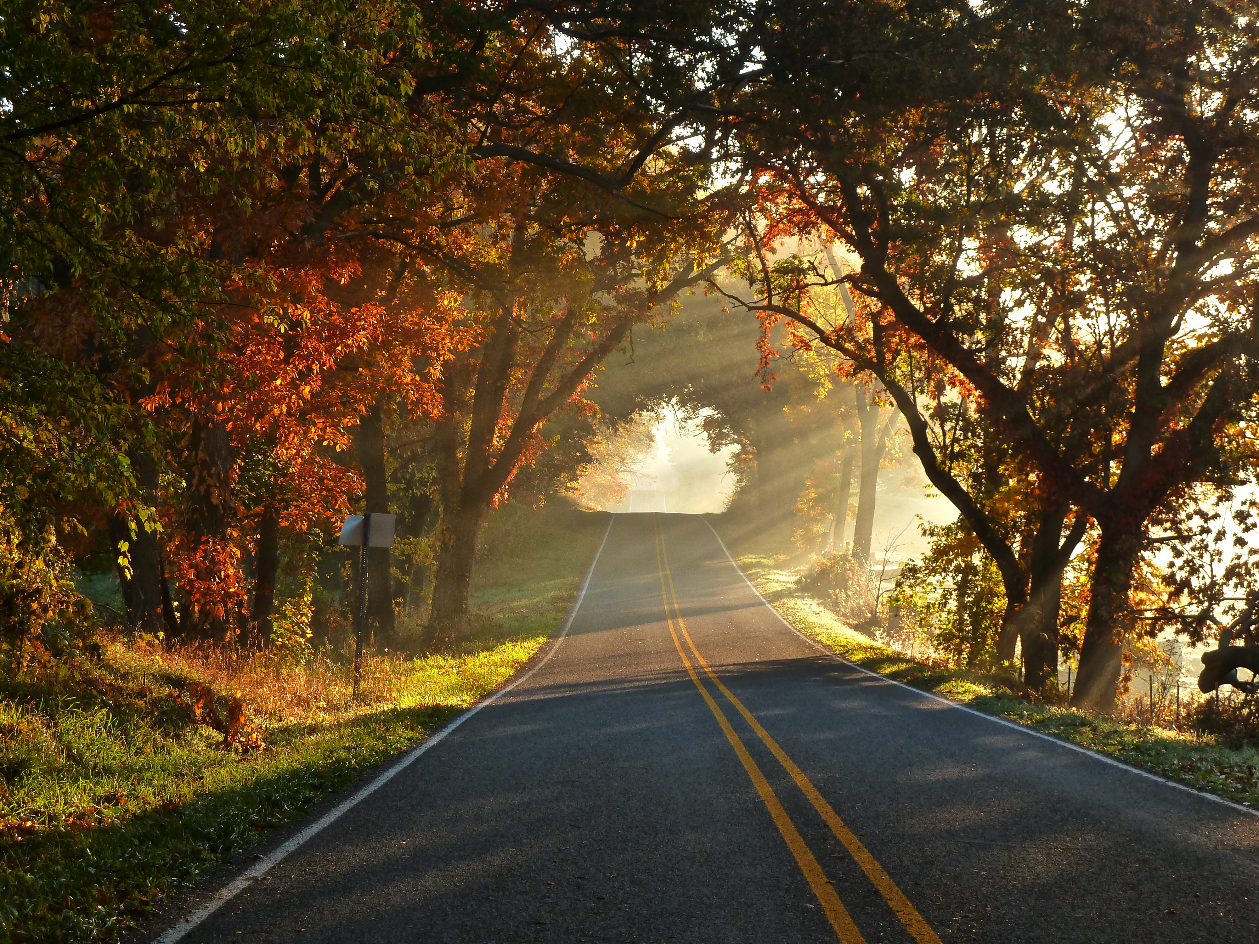Free download wallpaper Road, Tree, Fall, Man Made on your PC desktop